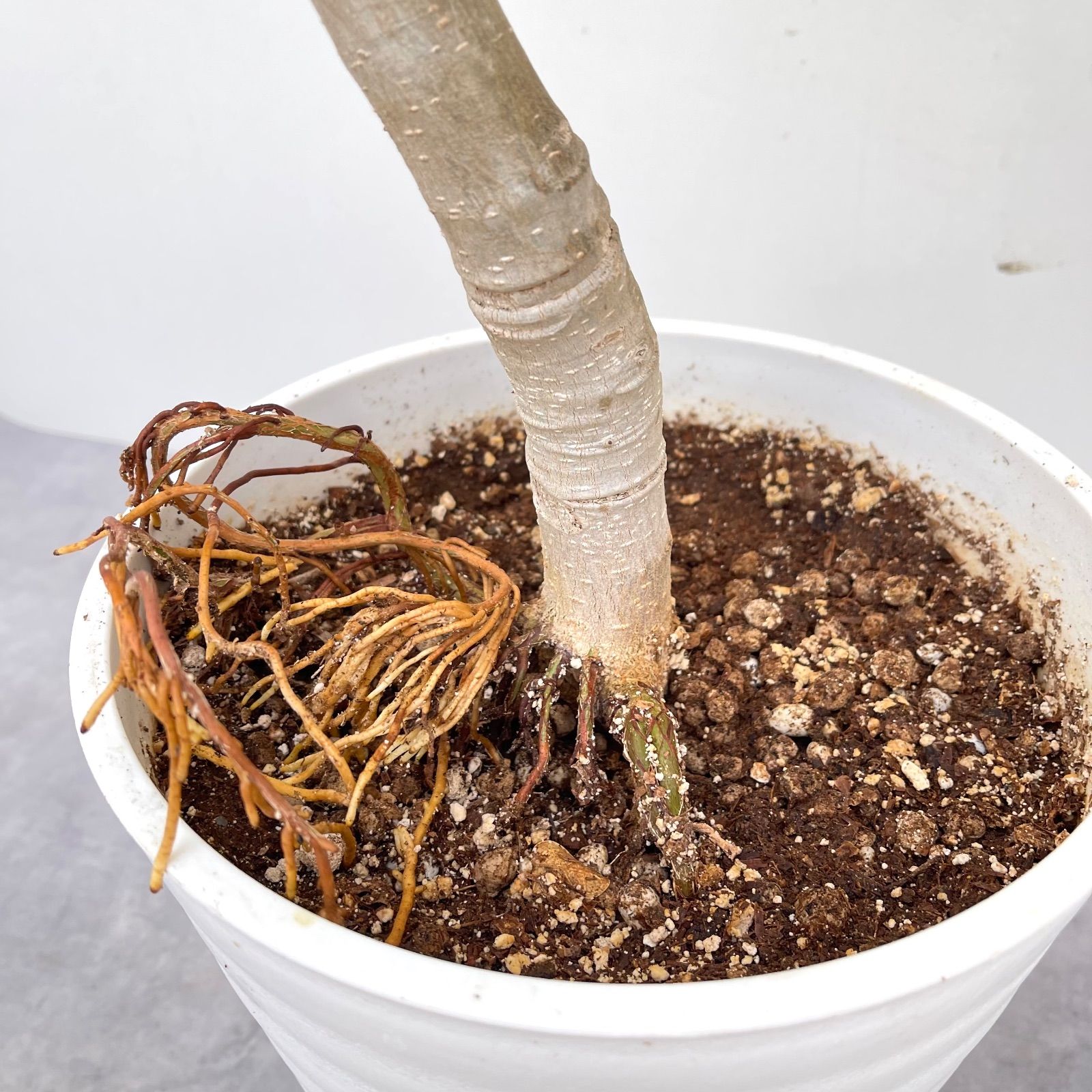 フィカス ベンガレンシス 曲がり 12【現品】観葉植物 大型 室内