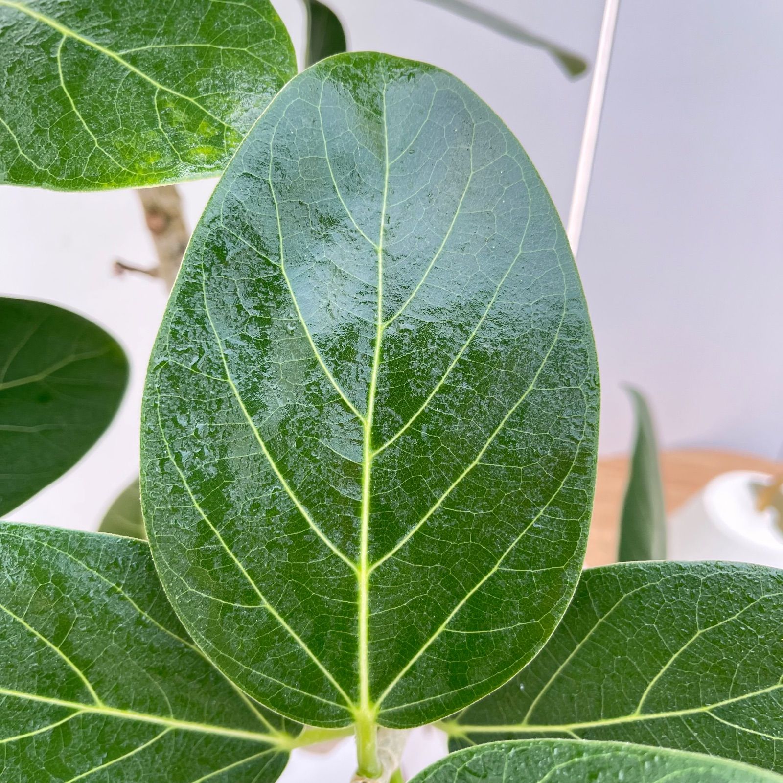 フィカス ベンガレンシス 曲がり 12【現品】観葉植物 大型 室内