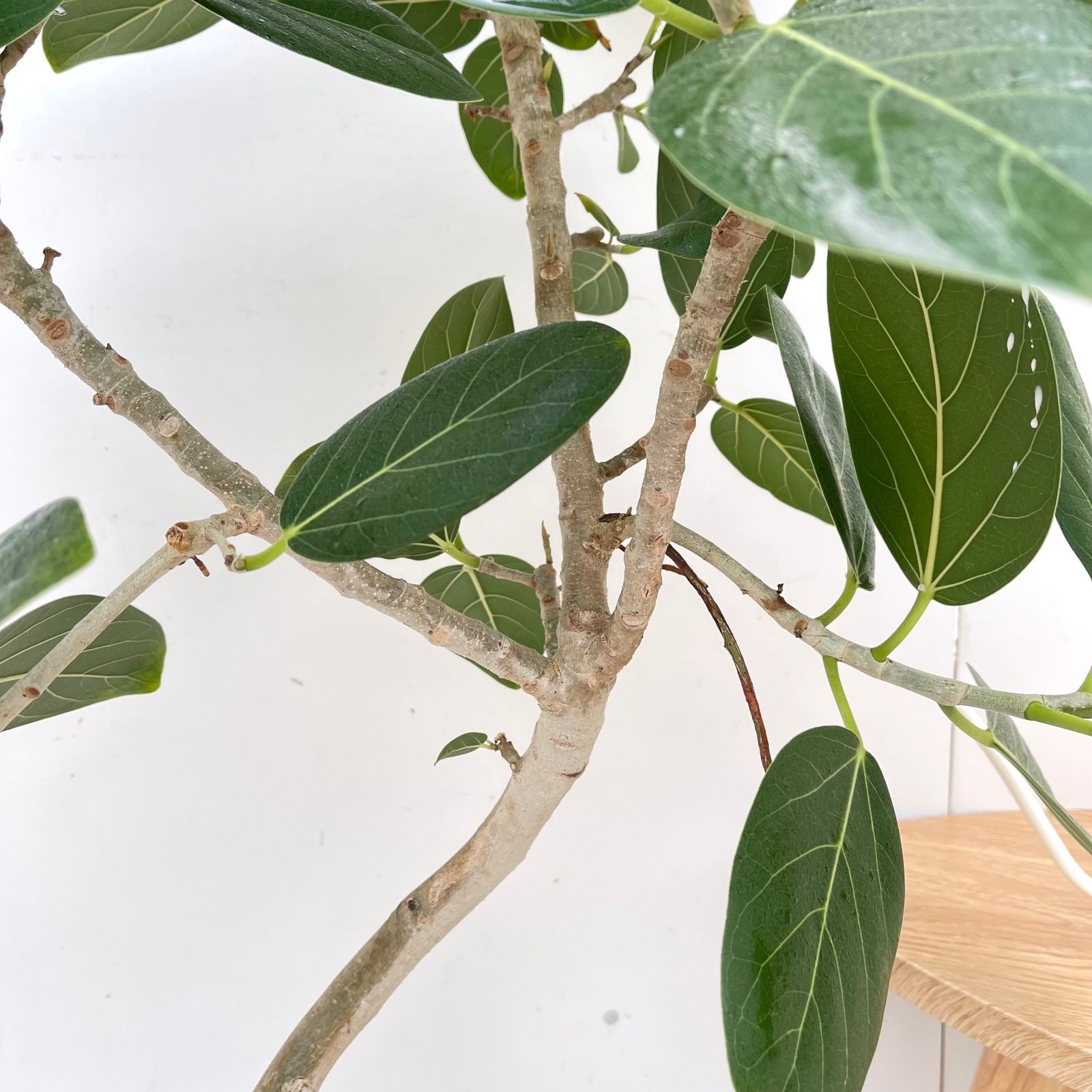 フィカス ベンガレンシス 曲がり 12【現品】観葉植物 大型 室内
