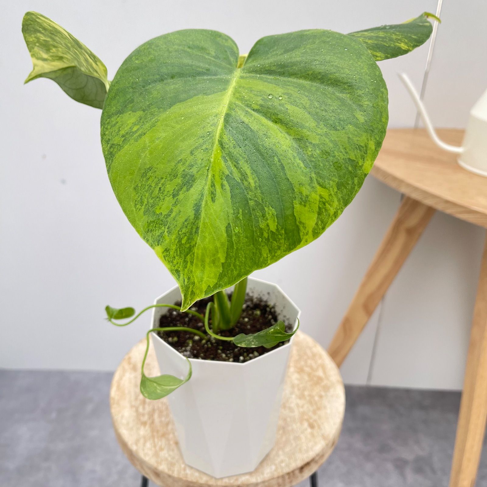 モンステラ オー 10 現品 観葉植物 室内 4号