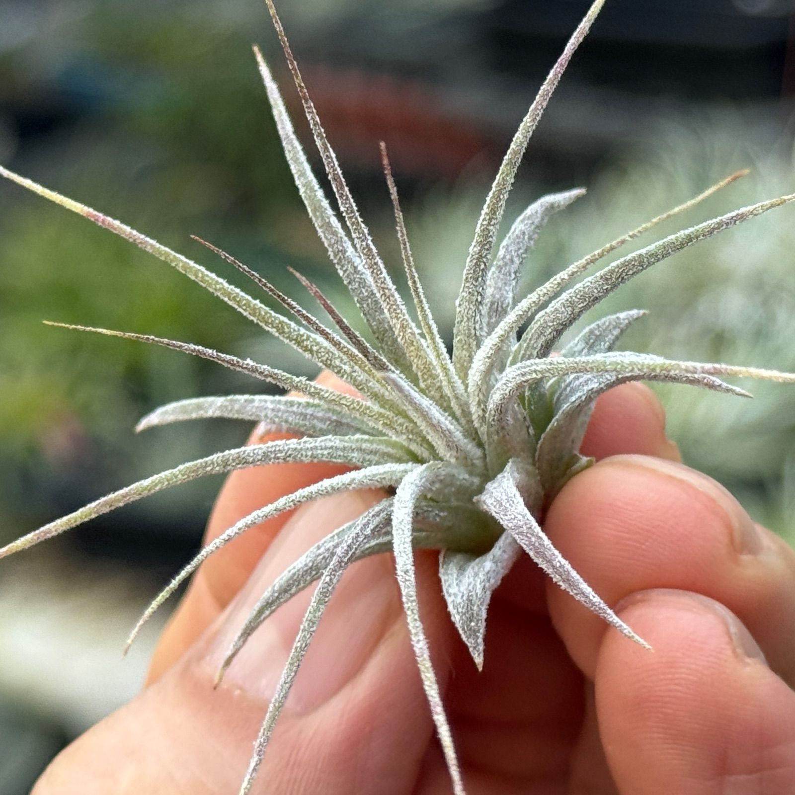 現品＊ ミニ株＊ バンド模様はこれからもっと濃く＊ チランジア