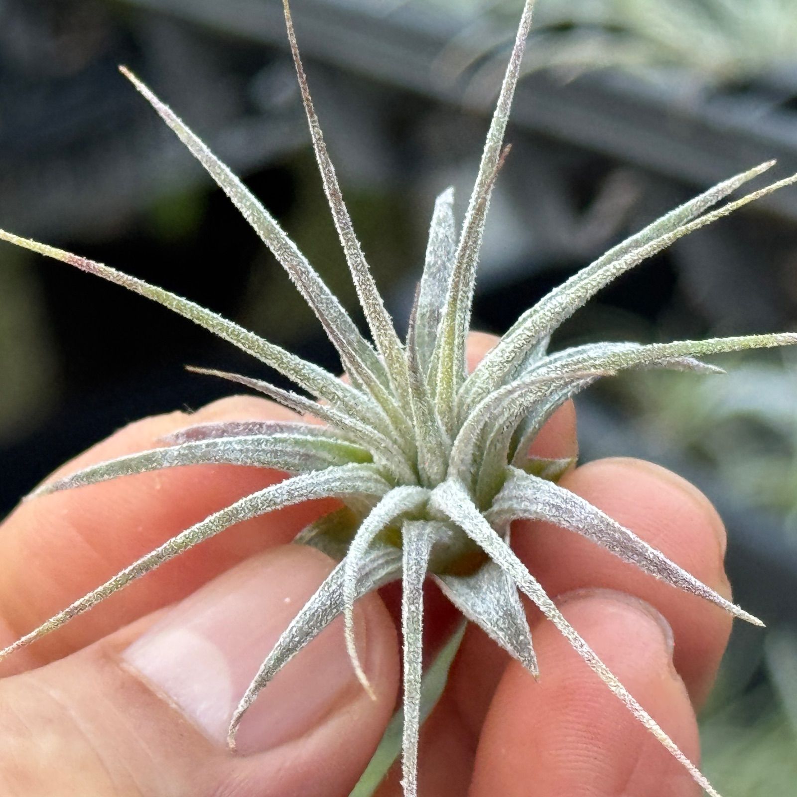 現品＊ ミニ株＊ バンド模様はこれからもっと濃く＊ チランジア