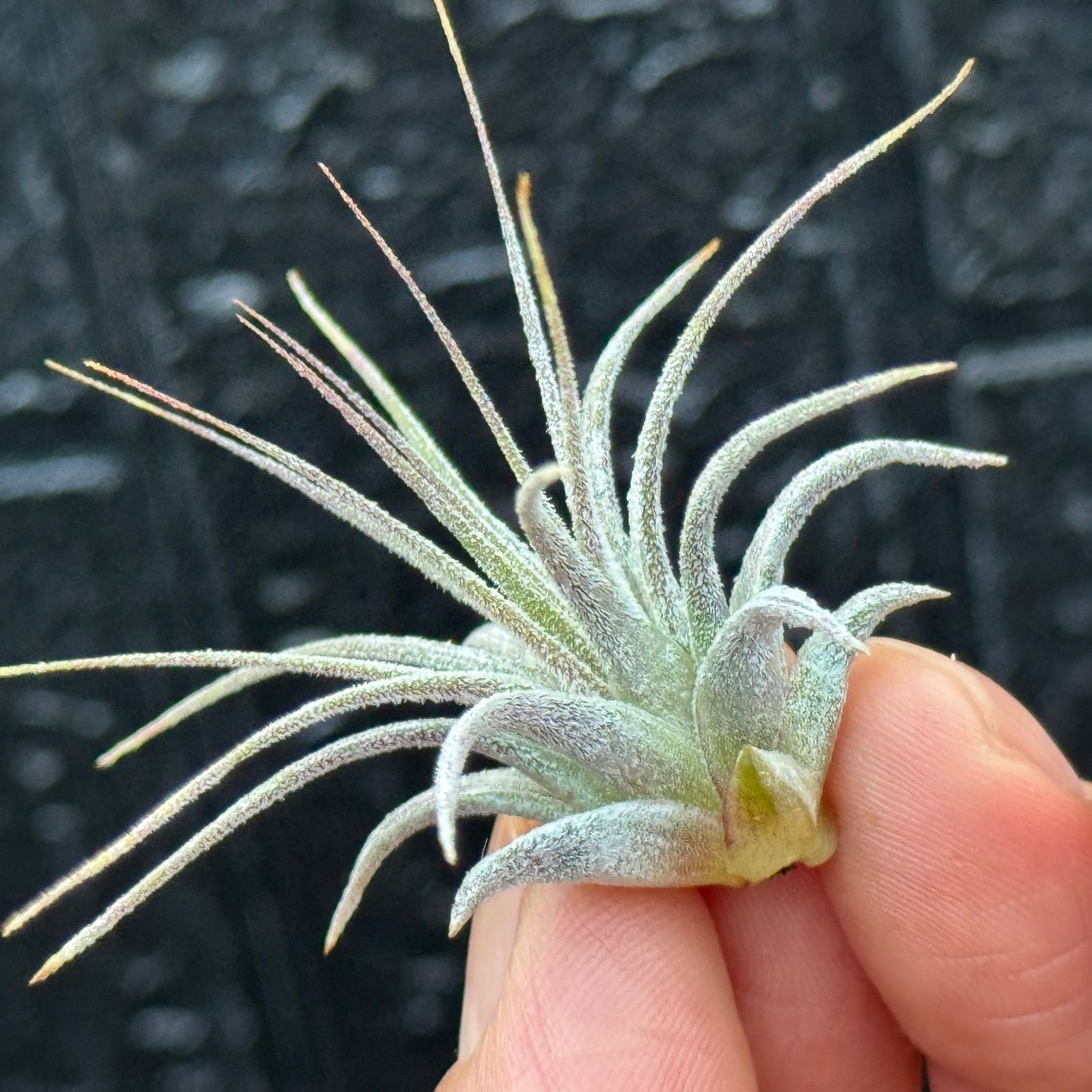 現品＊ ミニ株＊ バンド模様はこれからもっと濃く＊ チランジア