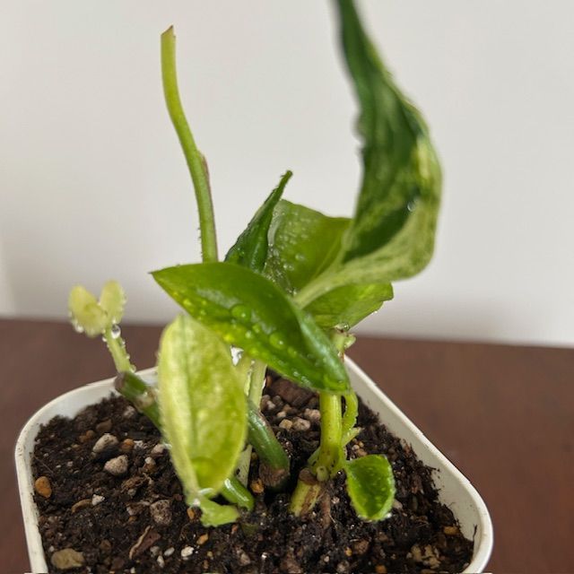 ポトス/テルノ ラブソング】希少 レア ハンギング インテリアプランツ