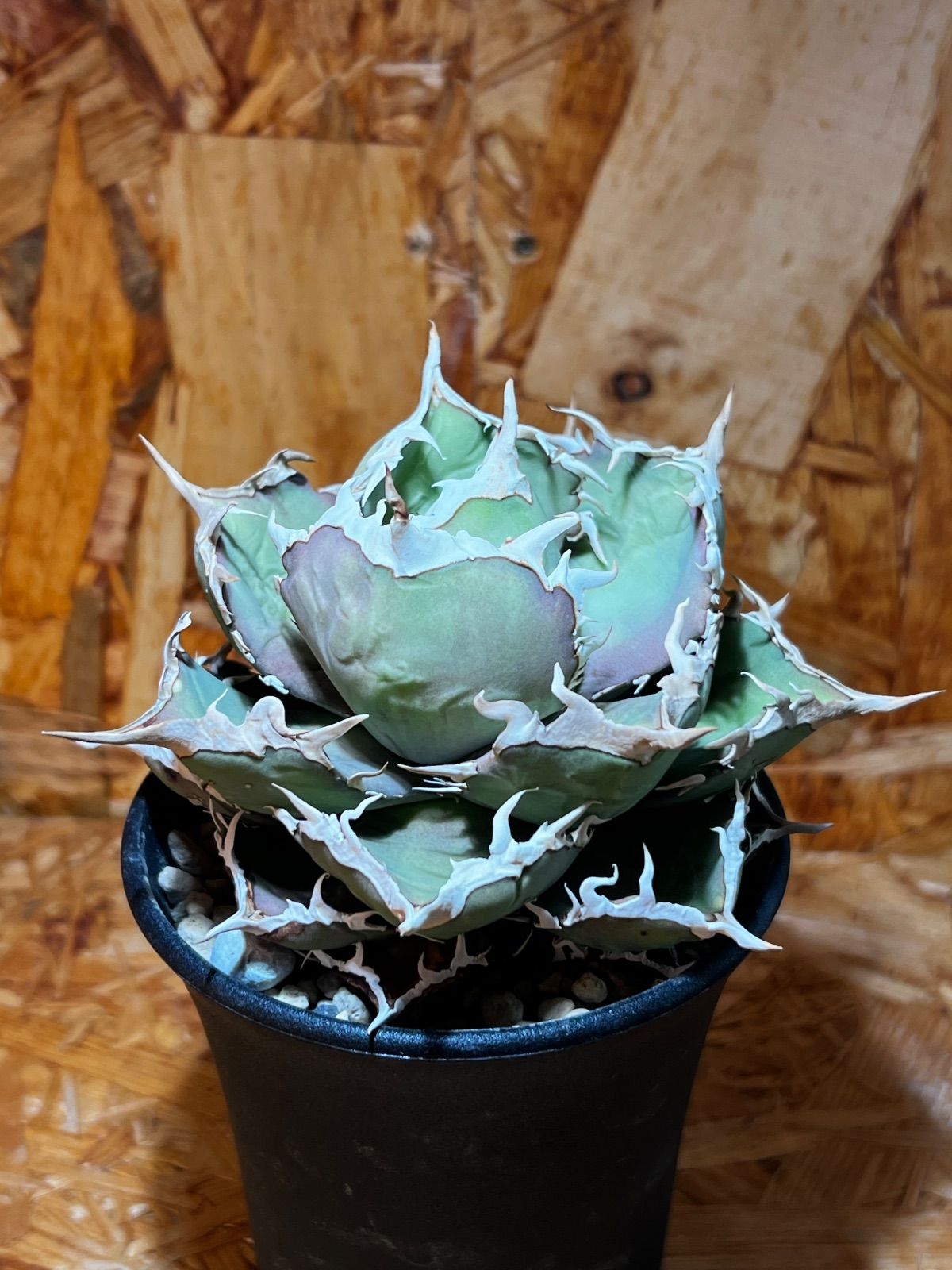 アガベ ノーネーム 注文 アガベ ノーネーム アガベ チタノタ