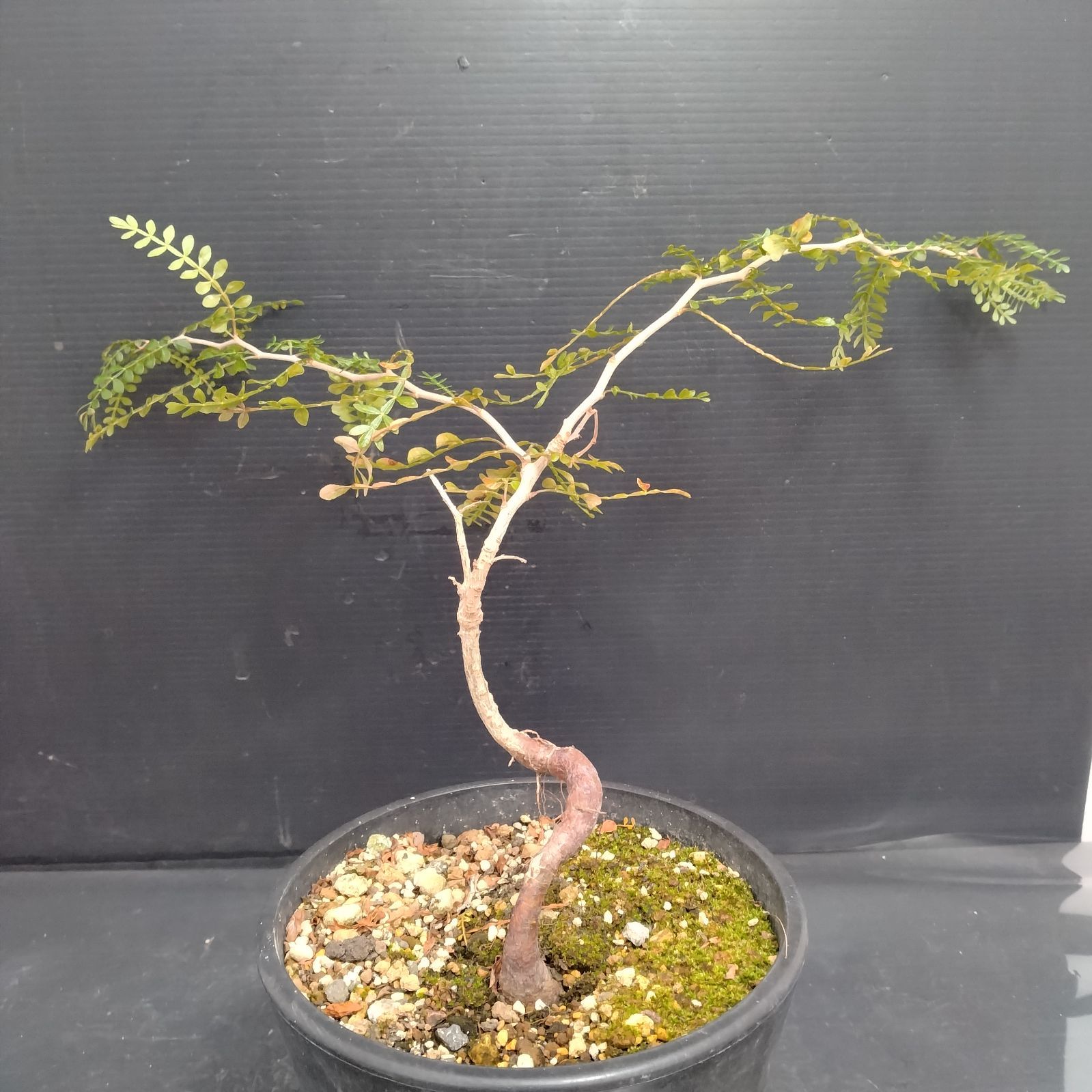 G070【自社養生株】オペルクリカリア パキプス（実生・発根株・鉢植え