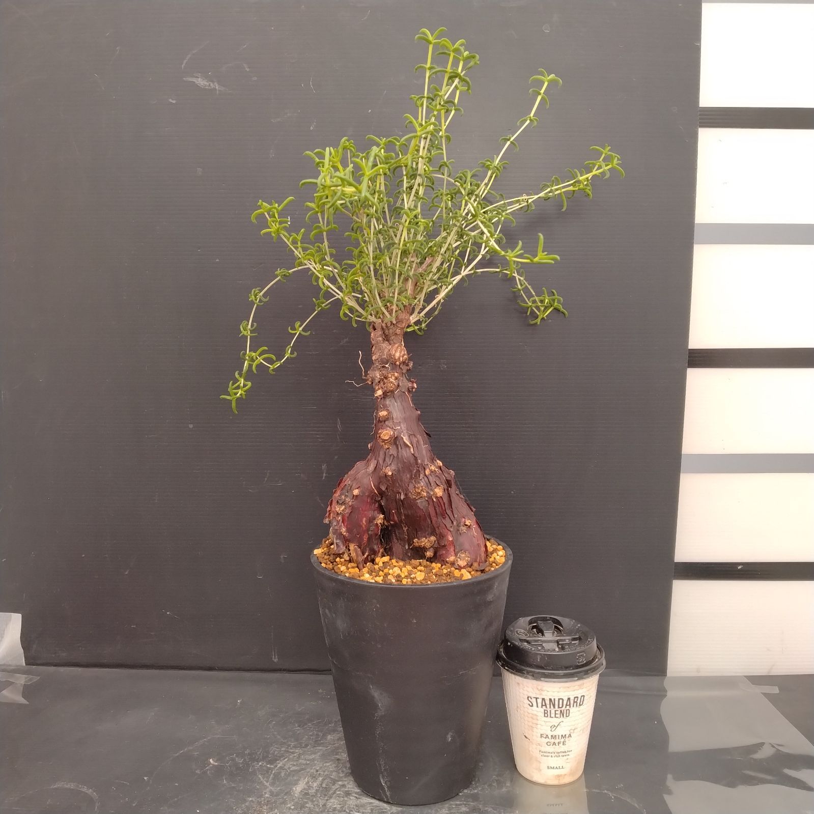 G079【自社養生株】メストクレマ（現地球・発根株・鉢植え）【塊根植物