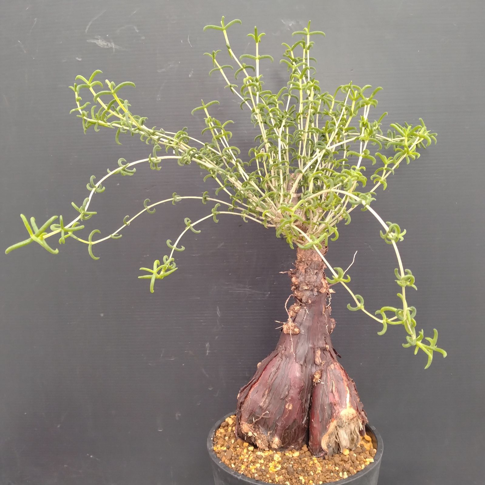 G079【自社養生株】メストクレマ（現地球・発根株・鉢植え）【塊根植物