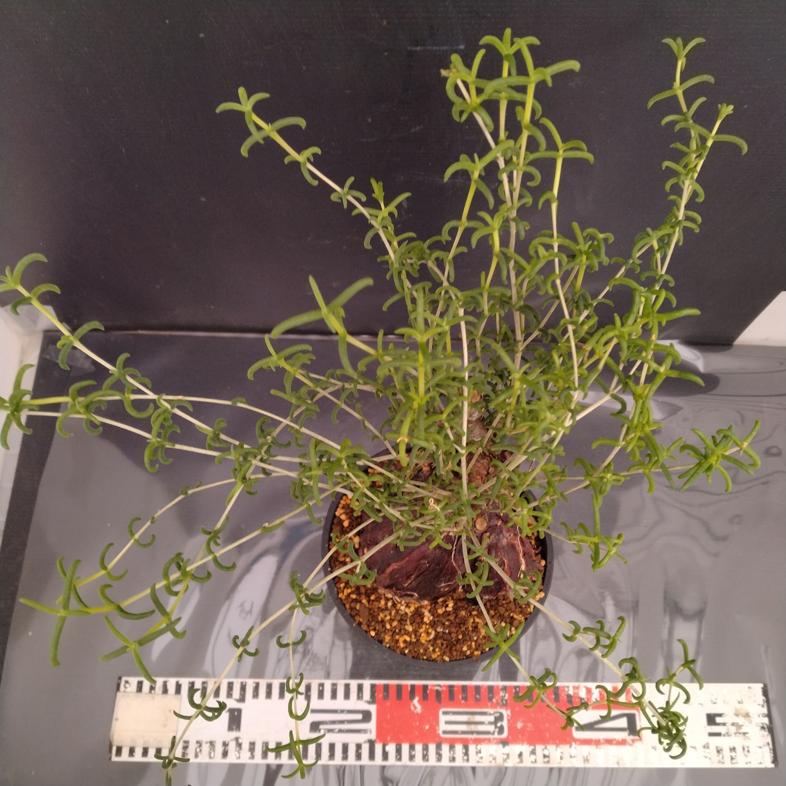 G079【自社養生株】メストクレマ（現地球・発根株・鉢植え）【塊根植物