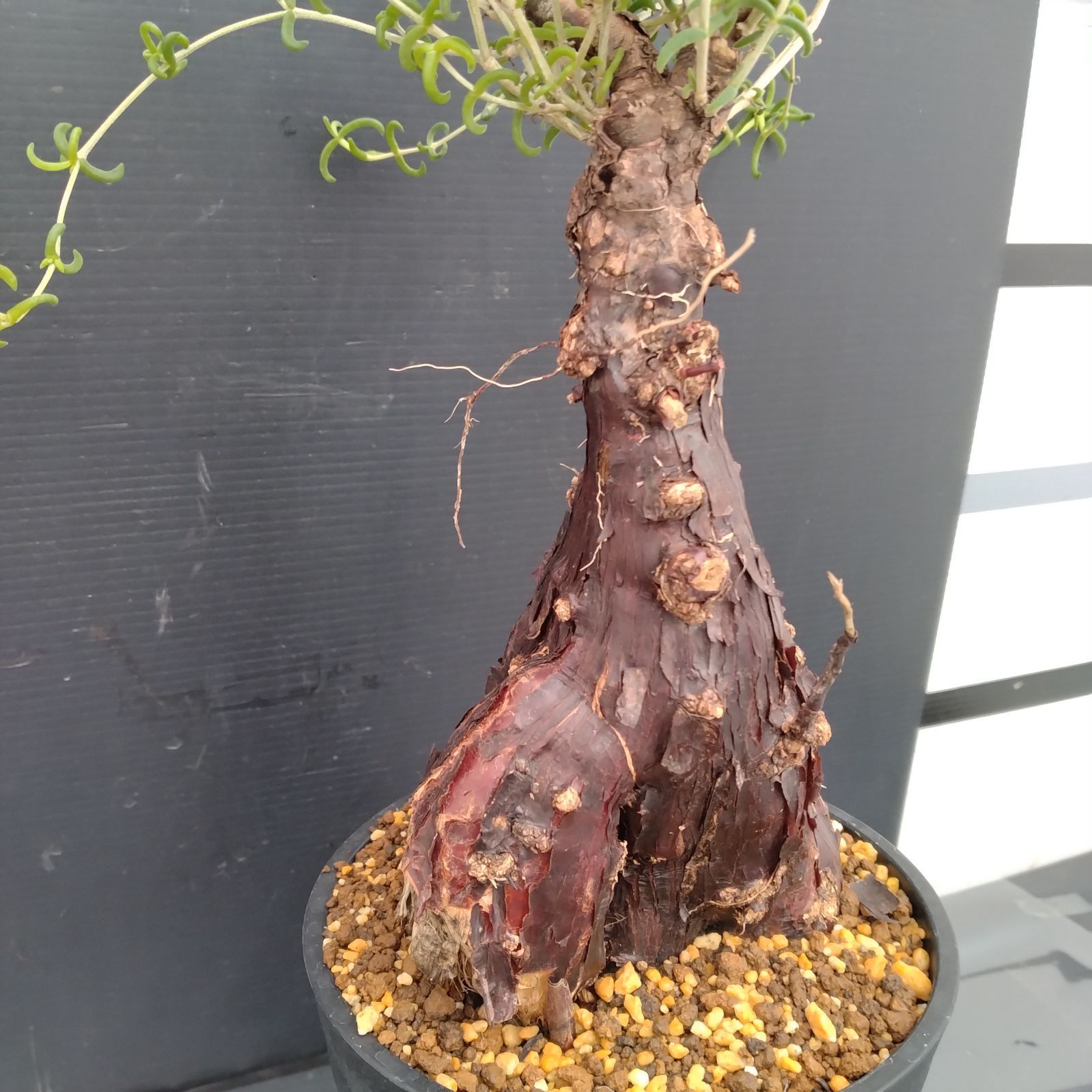 G079【自社養生株】メストクレマ（現地球・発根株・鉢植え）【塊根植物