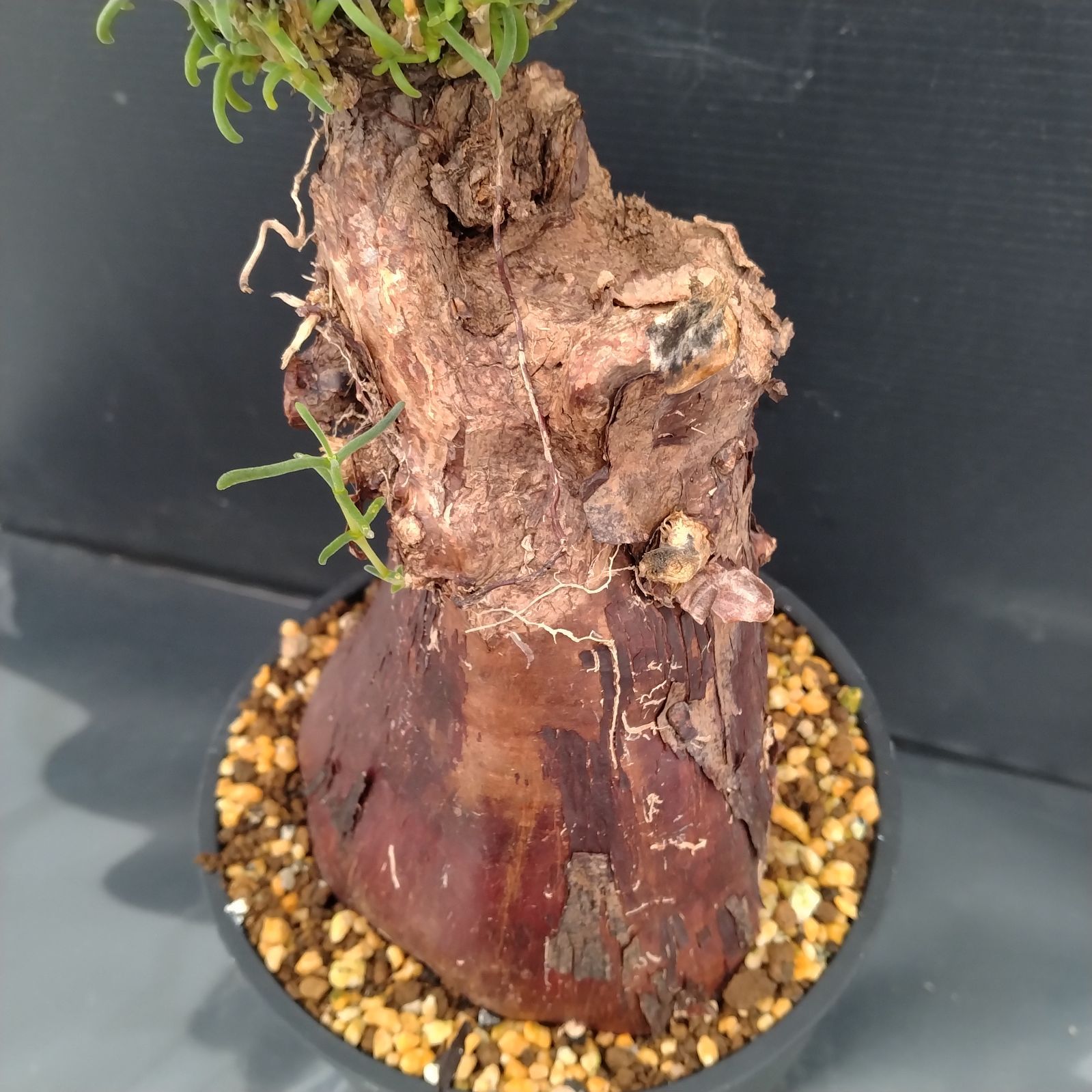 G080【自社養生株】メストクレマ（現地球・発根株・鉢植え）【塊根植物