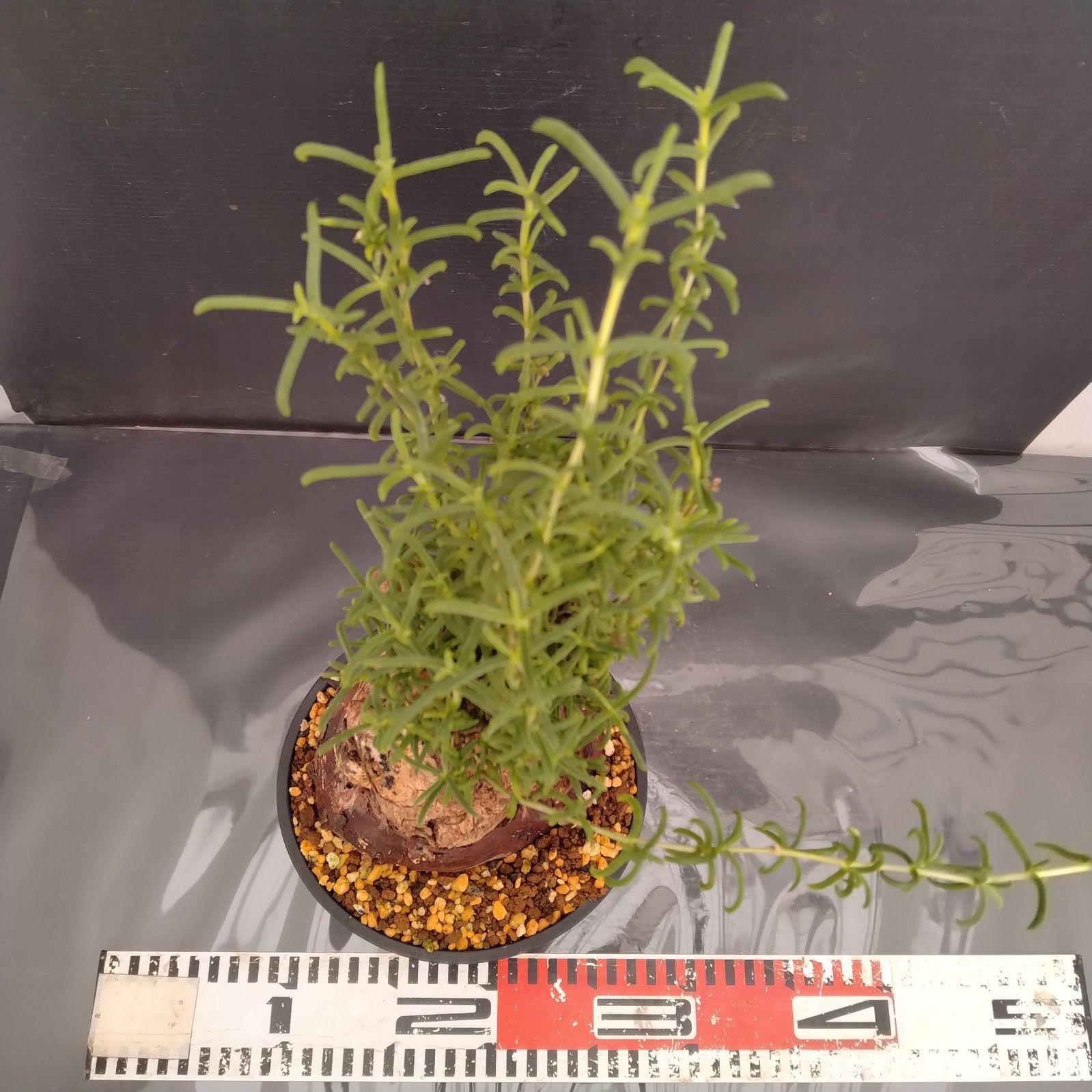 G080【自社養生株】メストクレマ（現地球・発根株・鉢植え）【塊根植物