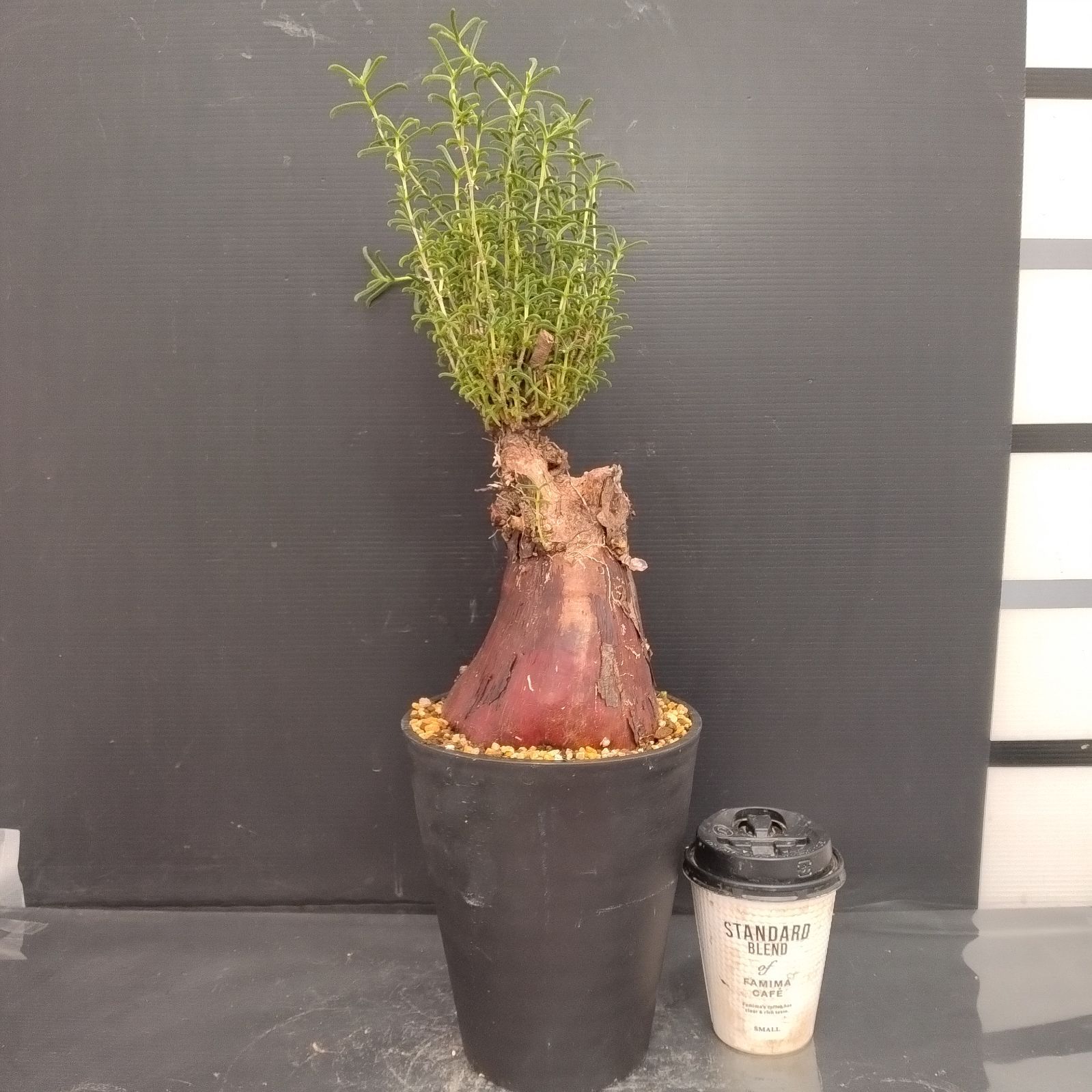 G080【自社養生株】メストクレマ（現地球・発根株・鉢植え）【塊根植物