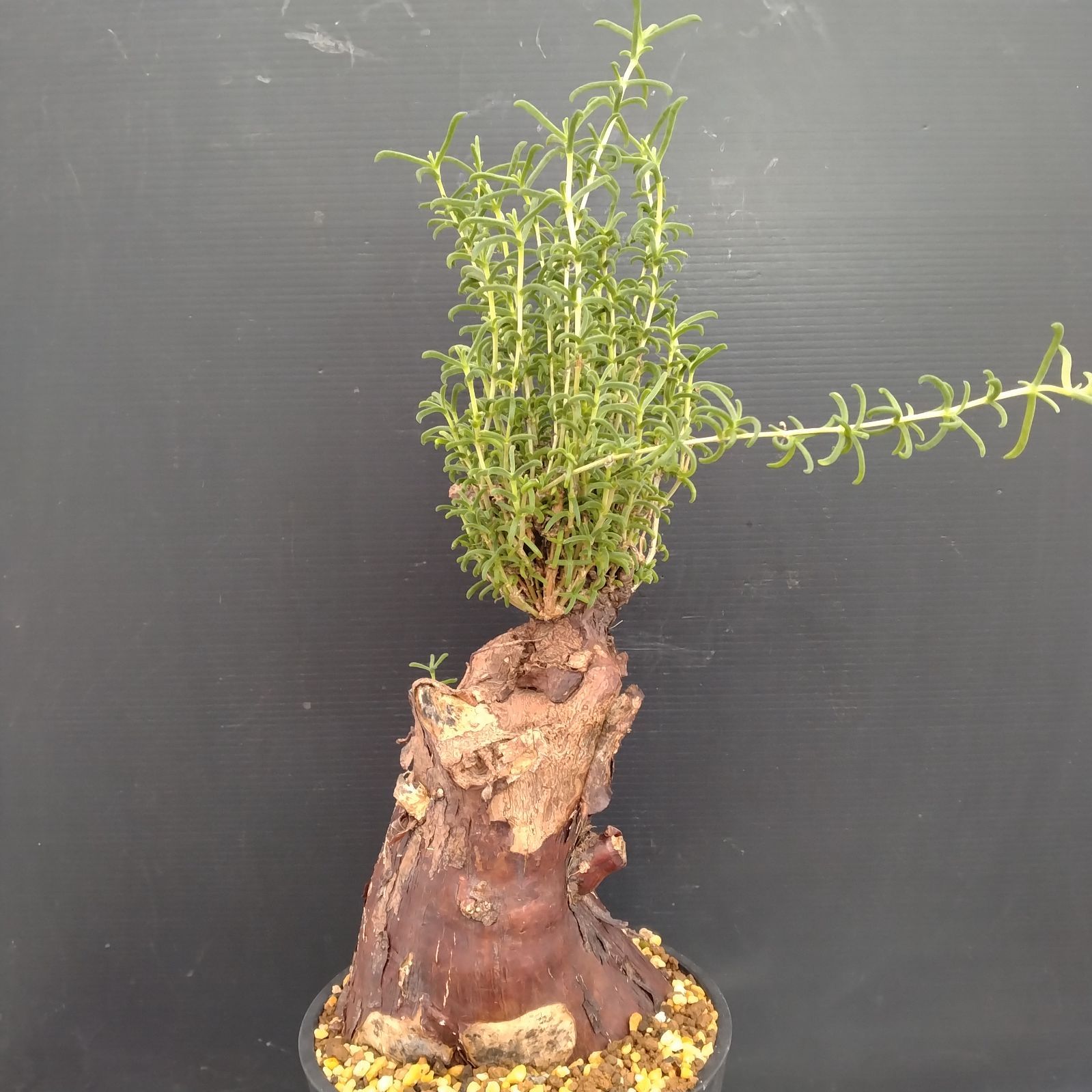 G080【自社養生株】メストクレマ（現地球・発根株・鉢植え）【塊根植物