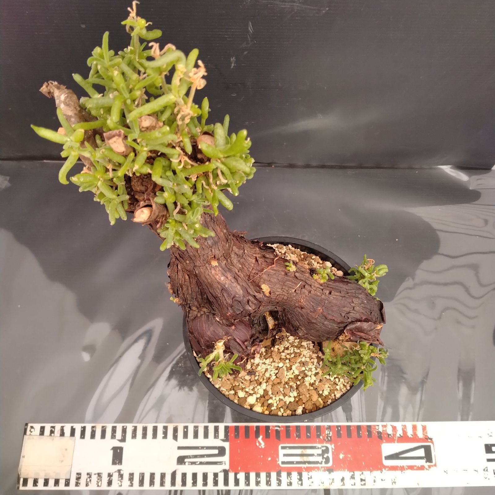 G081【自社養生株】メストクレマ（現地球・発根株・鉢植え）【塊根植物