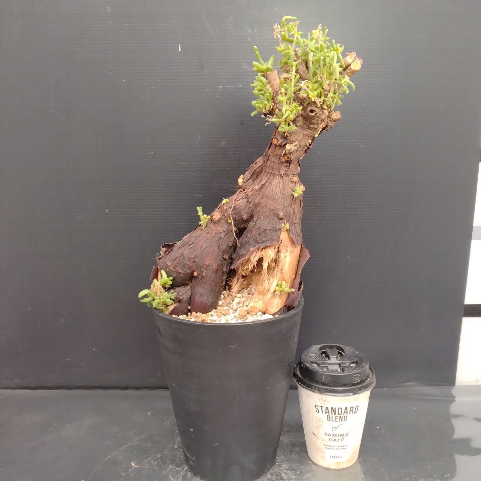 G081【自社養生株】メストクレマ（現地球・発根株・鉢植え）【塊根植物