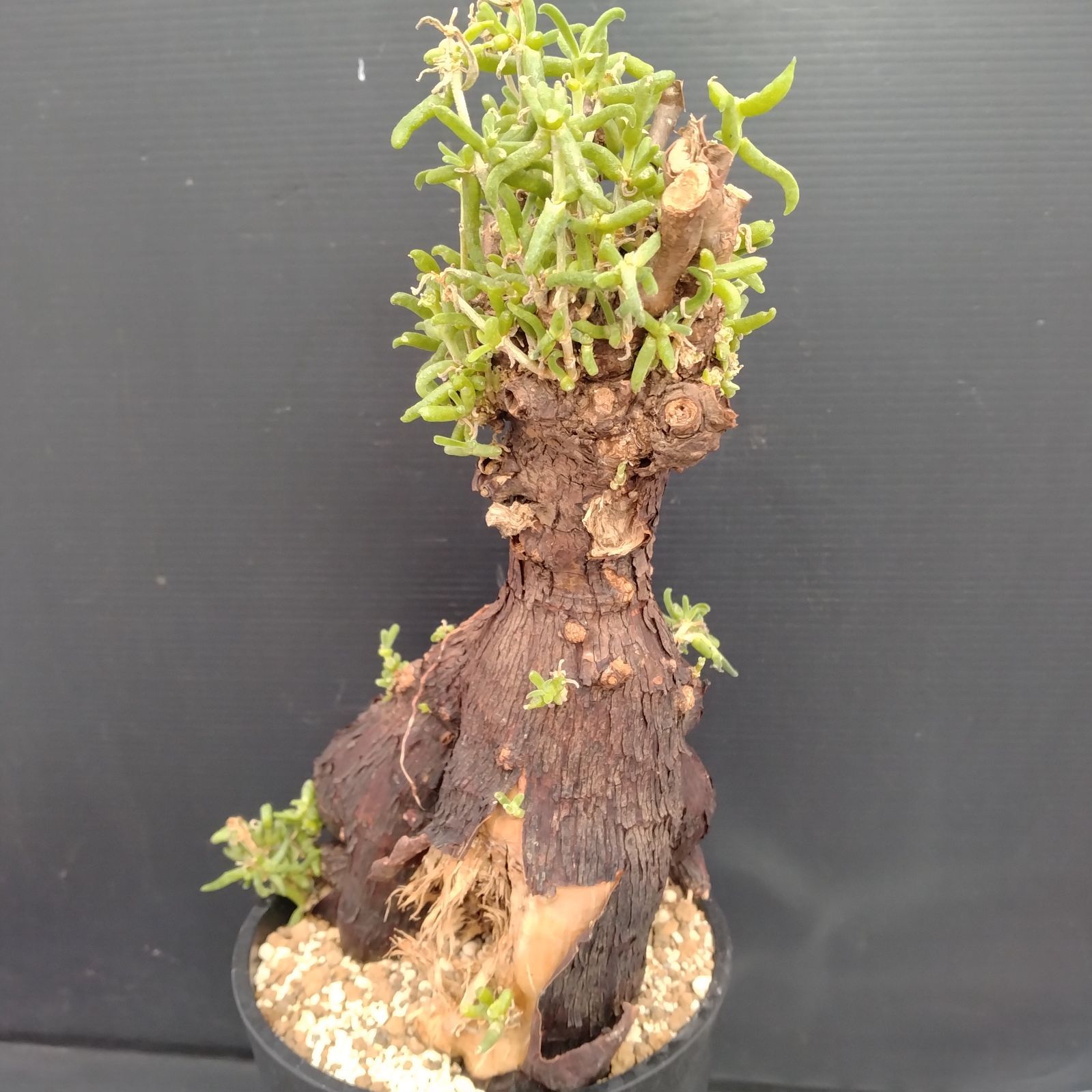 メストクレマ 大株 良樹形 鉢ごと 超メルカリ市限定 G081【自社養生株】メストクレマ（現地球・発根株・鉢植え）【塊根植物