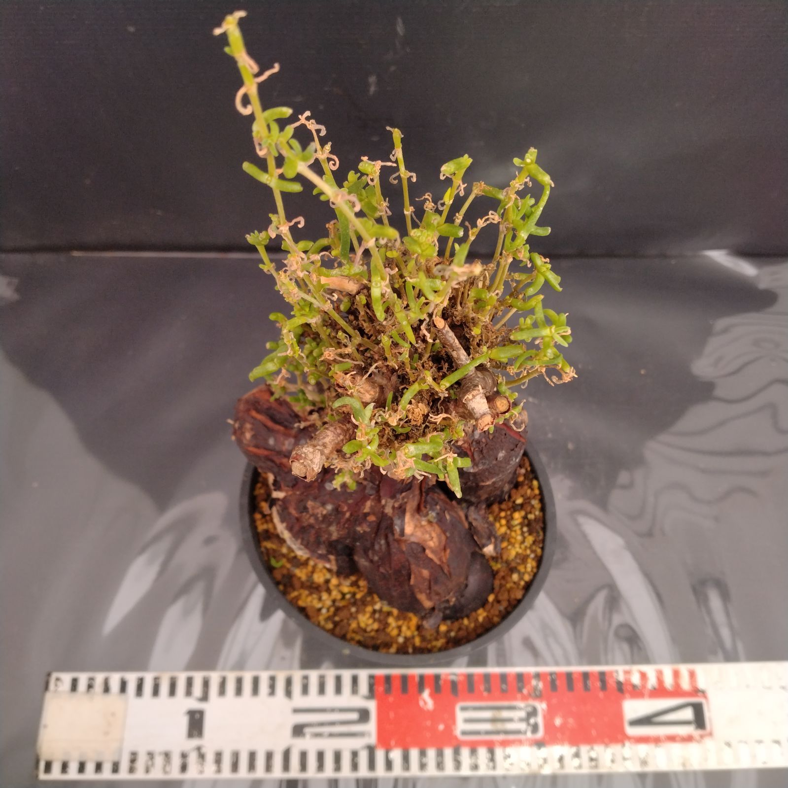 G082【自社養生株】メストクレマ（現地球・発根株・鉢植え）【塊根植物