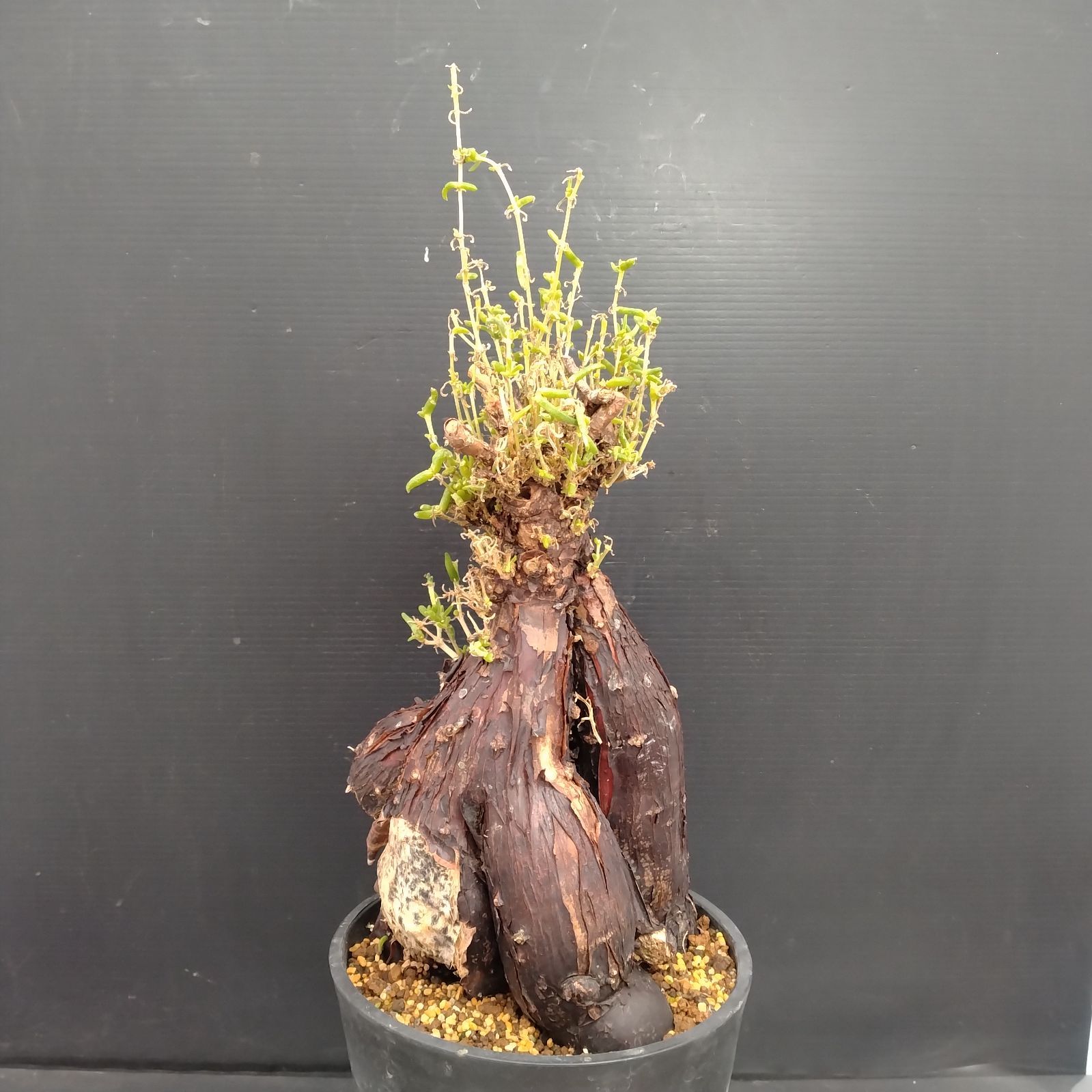 メストクレマ☆アルポリフォルメ☆塊根植物☆コーデックス☆発根済み鉢