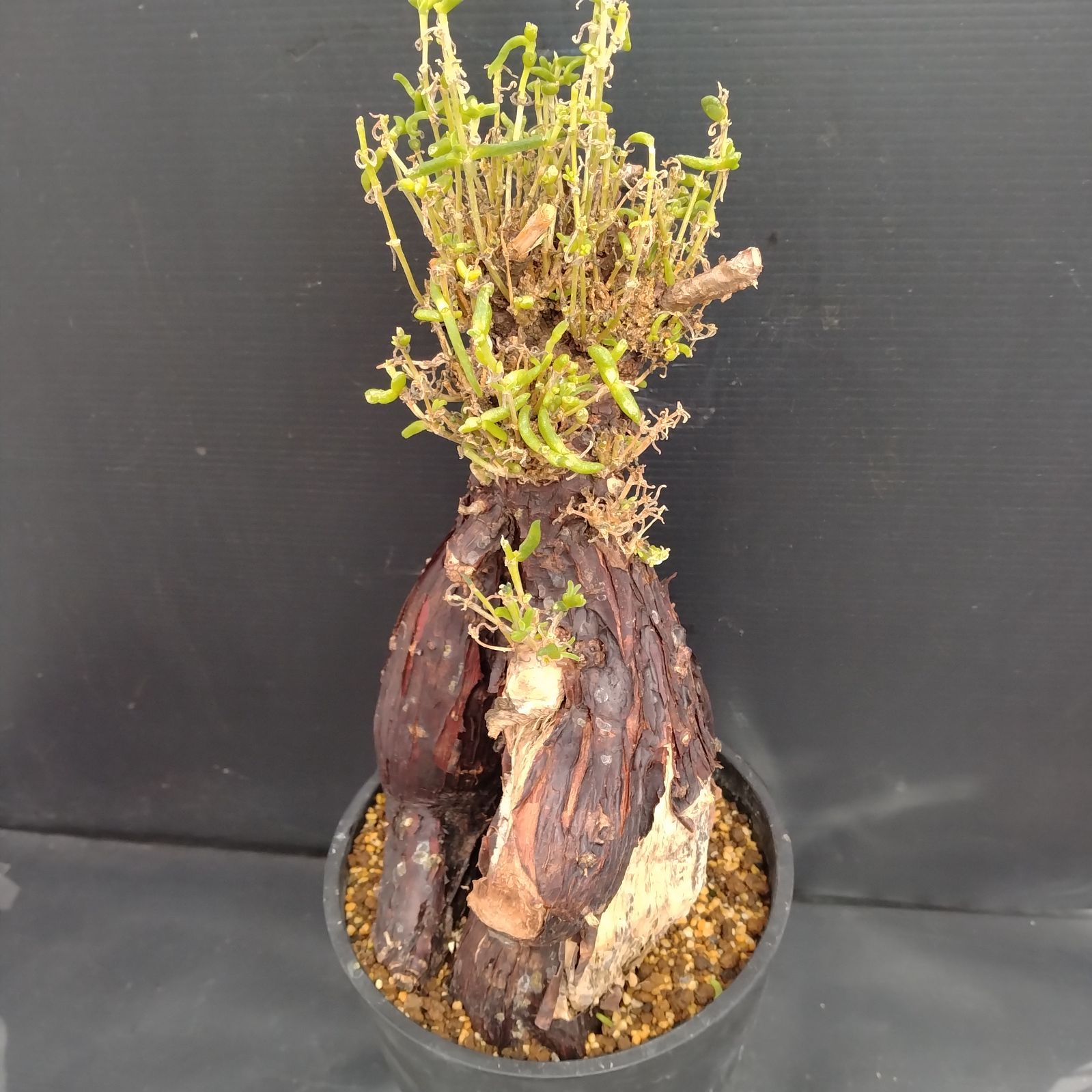 G082【自社養生株】メストクレマ（現地球・発根株・鉢植え）【塊根植物