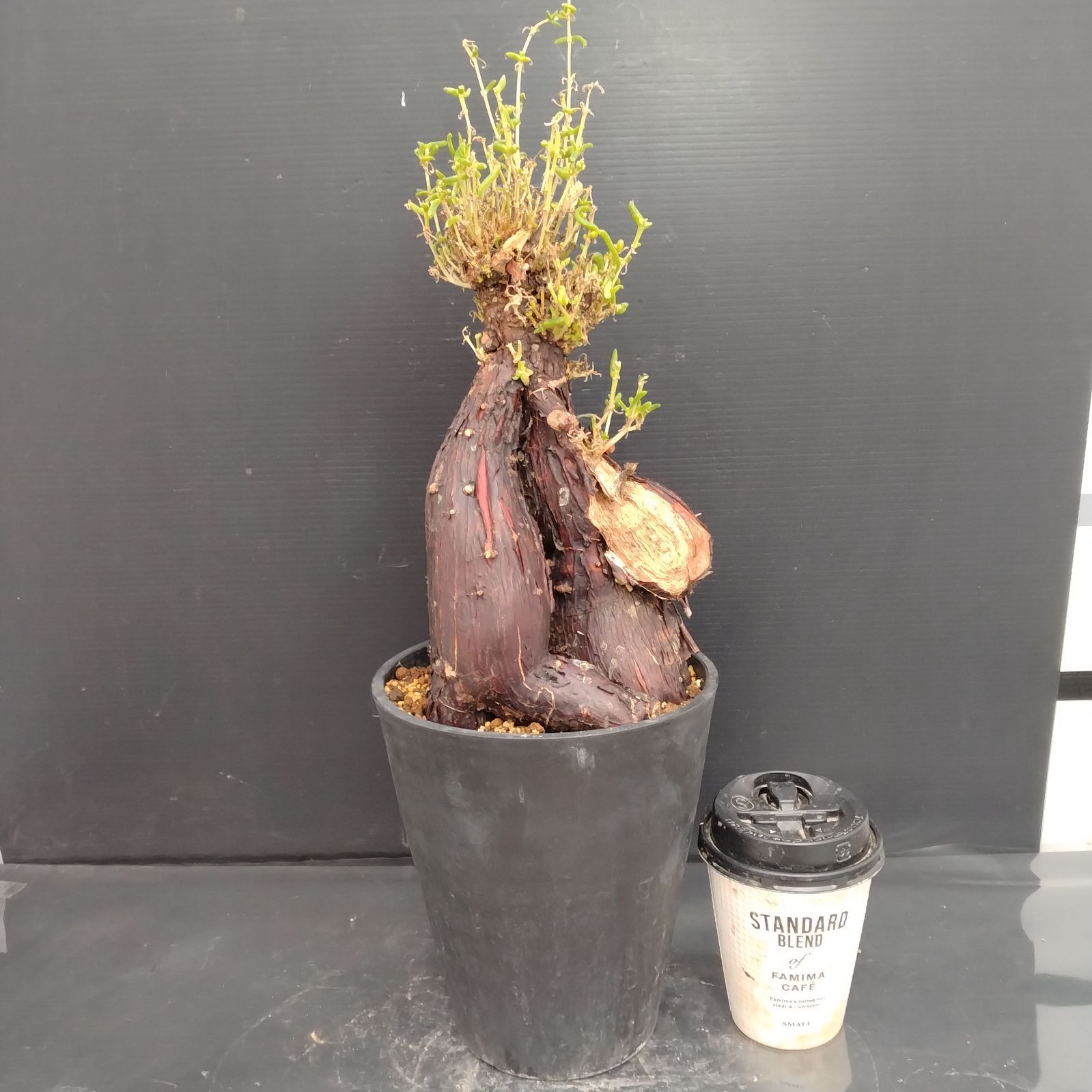 メストクレマ 大株 良樹形 鉢ごと 超メルカリ市限定 メストクレマ 大株 良樹形 鉢ごと メルカリ市限定 - メルカリ