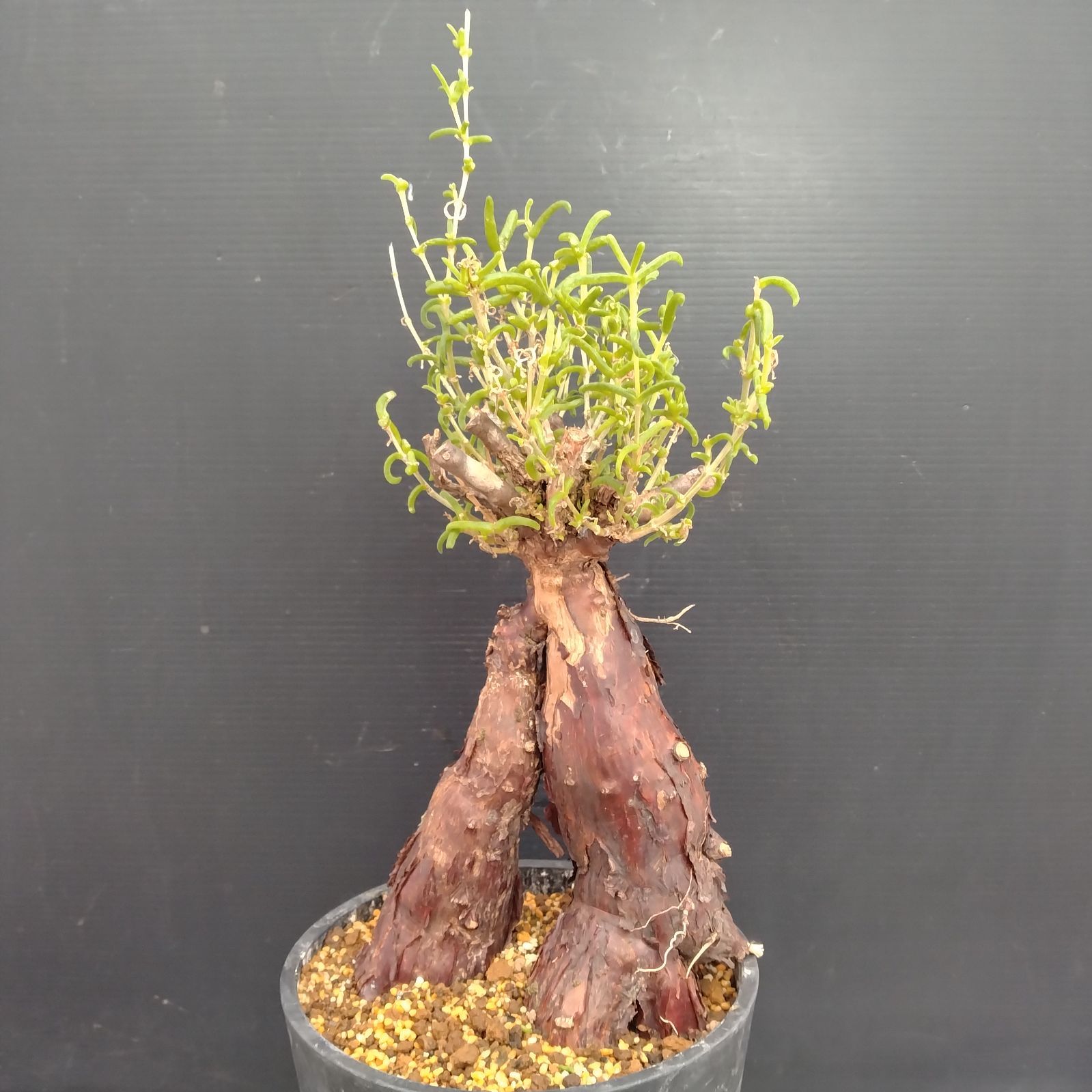 メストクレマ 大株 良樹形 鉢ごと 超メルカリ市限定 H219【自社養生株】メストクレマ（現地球・発根株・鉢植え）【塊根植物