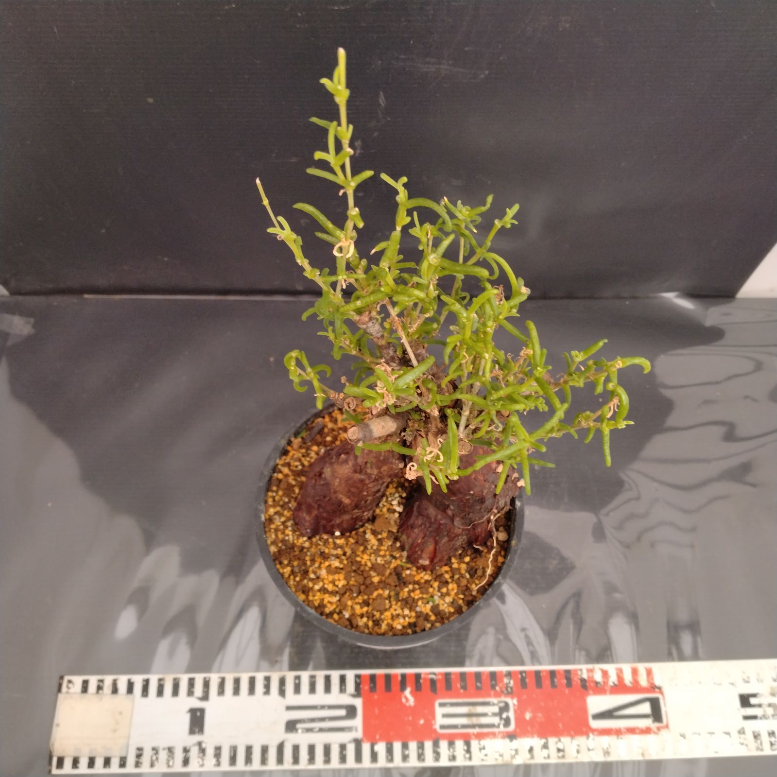 G083【自社養生株】メストクレマ（現地球・発根株・鉢植え）【塊根植物
