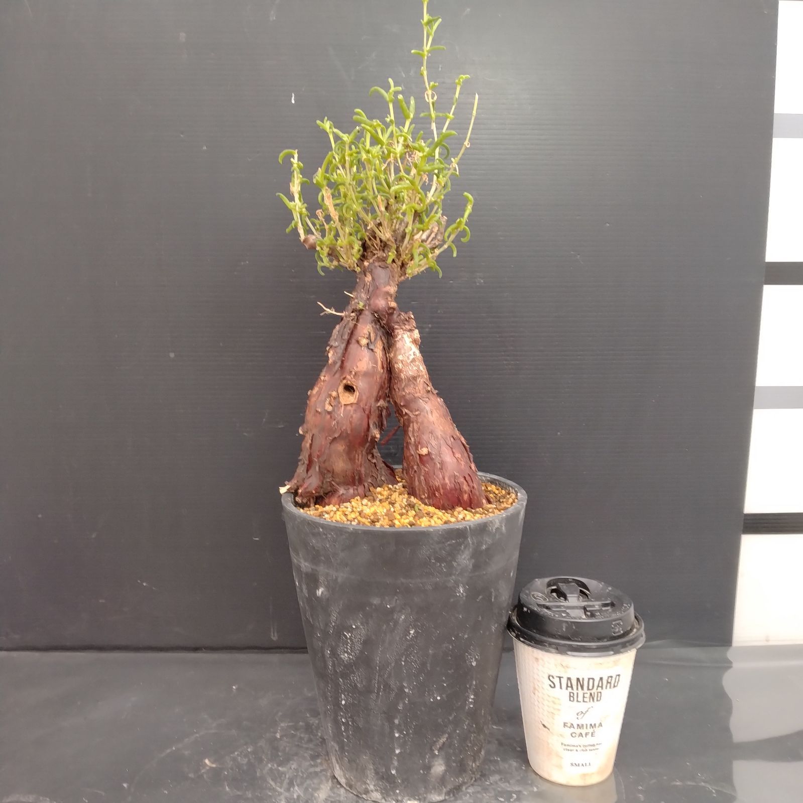 メストクレマ 大株 良樹形 鉢ごと 超メルカリ市限定 G083【自社養生株】メストクレマ（現地球・発根株・鉢植え）【塊根植物