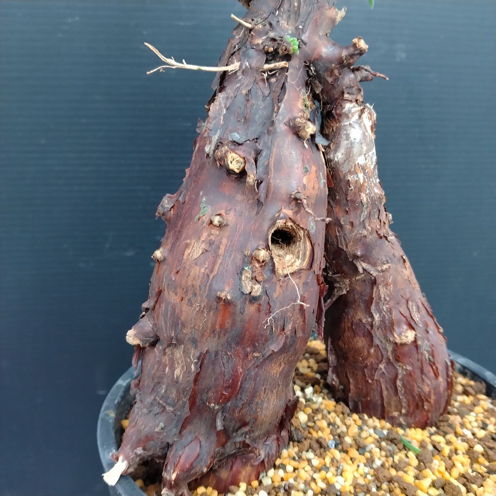 G083【自社養生株】メストクレマ（現地球・発根株・鉢植え）【塊根植物