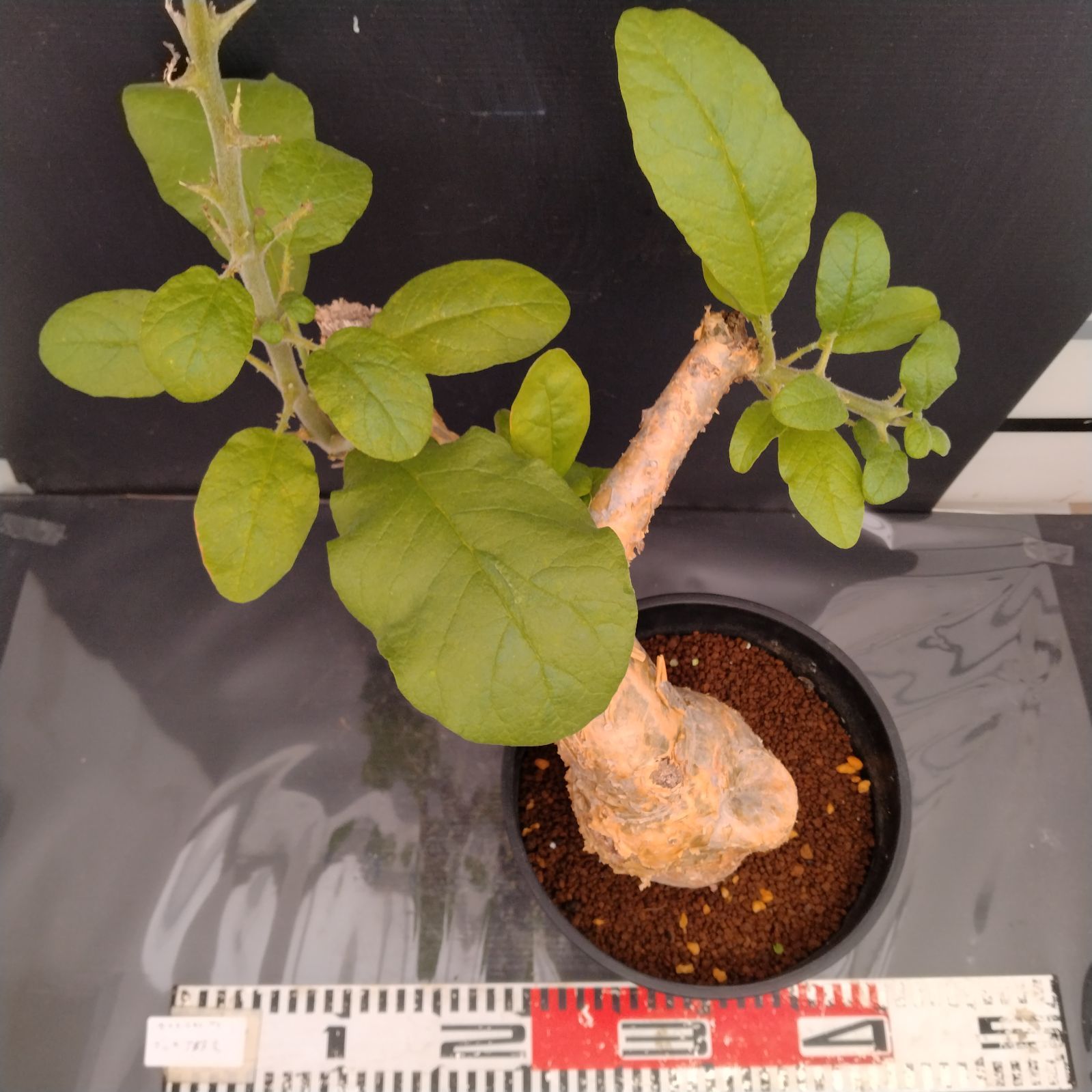 G091【自社養生株】セサモタムナス ブッセアヌス（現地球・発根株