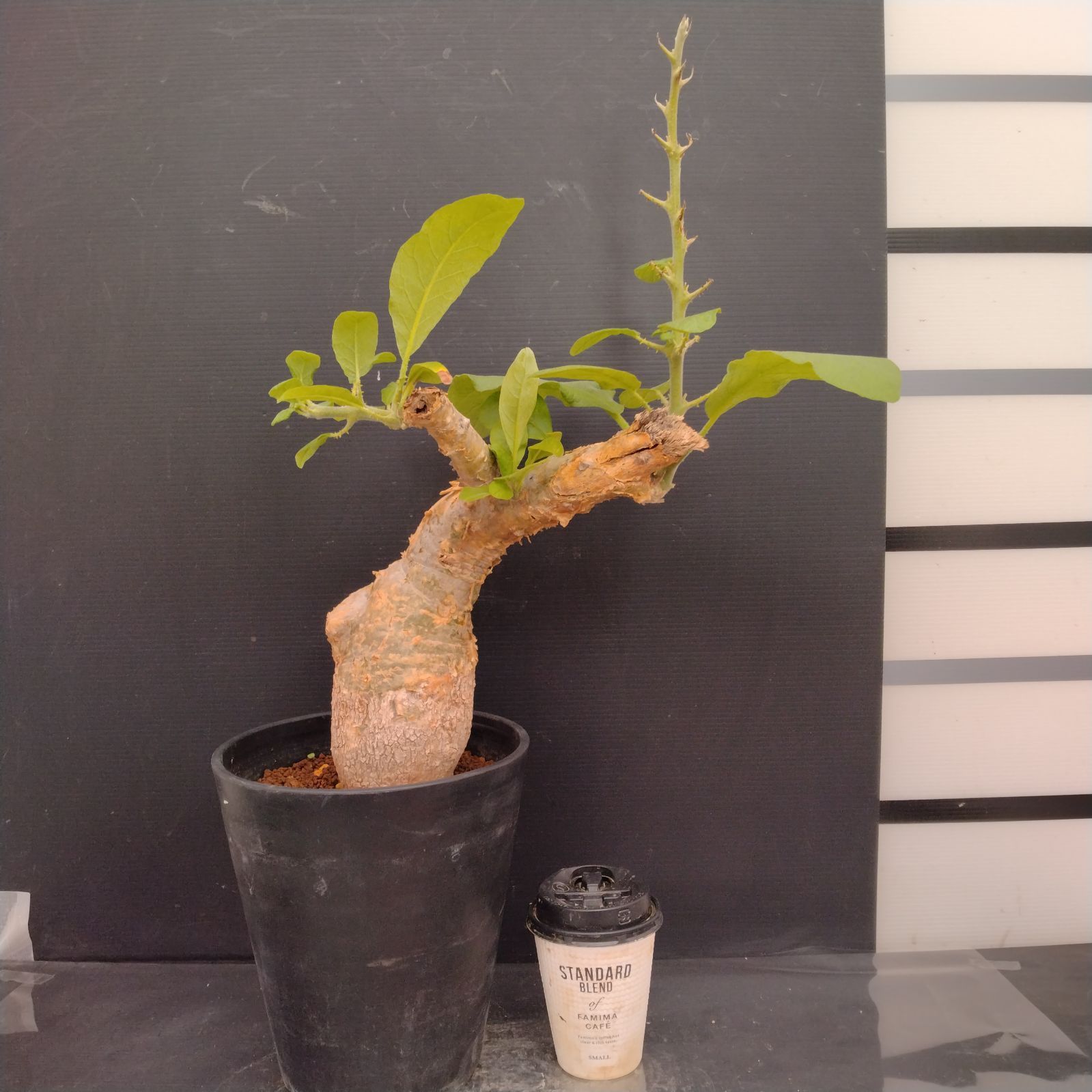 G091【自社養生株】セサモタムナス ブッセアヌス（現地球・発根株