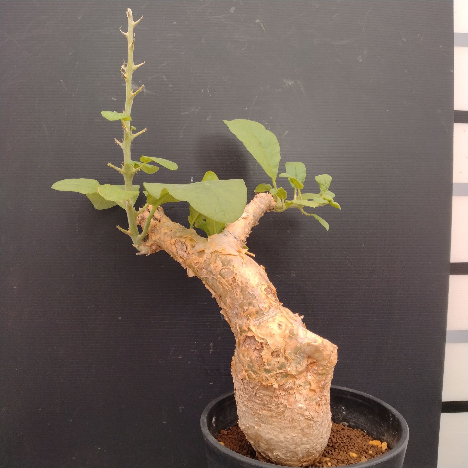 G091【自社養生株】セサモタムナス ブッセアヌス（現地球・発根株