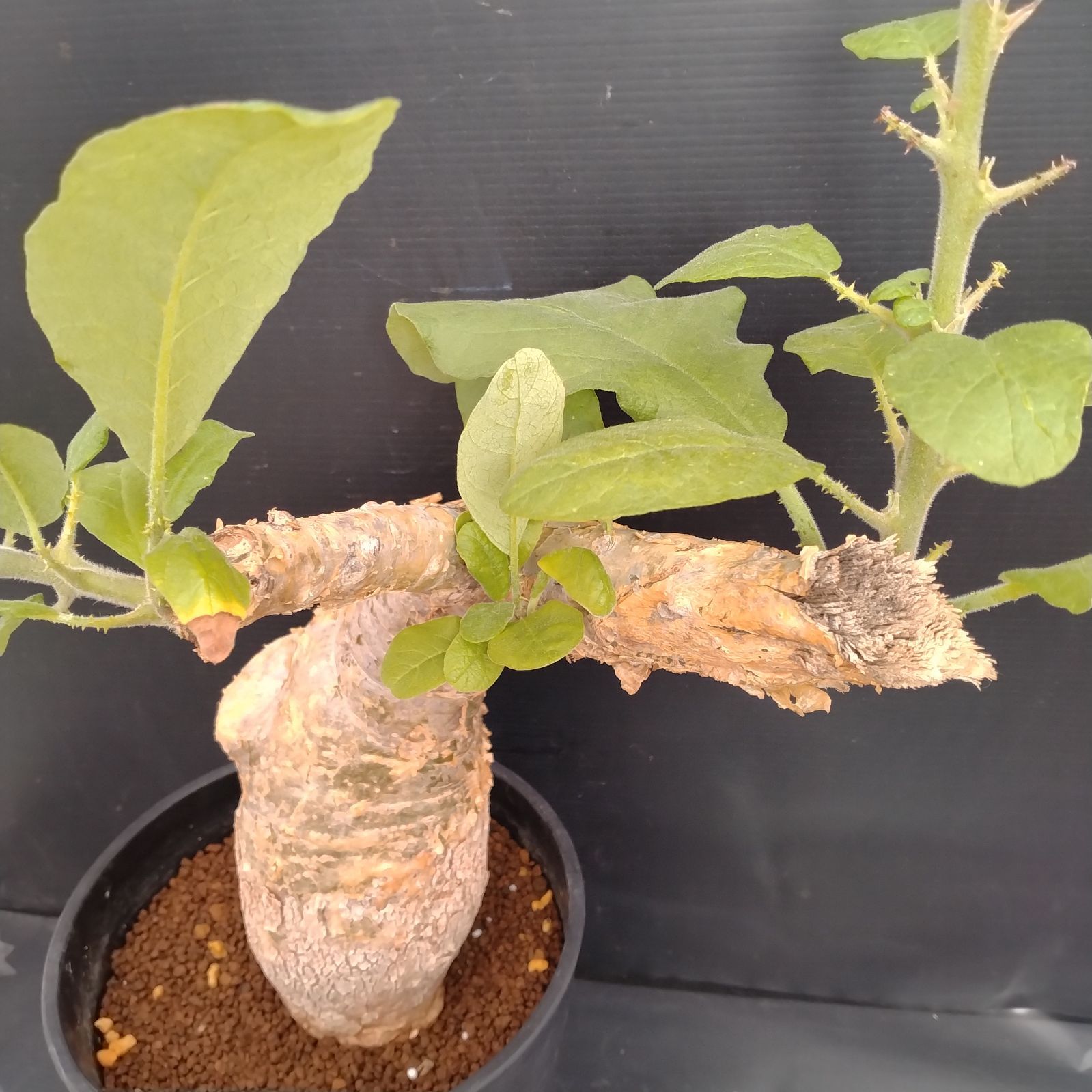 G091【自社養生株】セサモタムナス ブッセアヌス（現地球・発根株