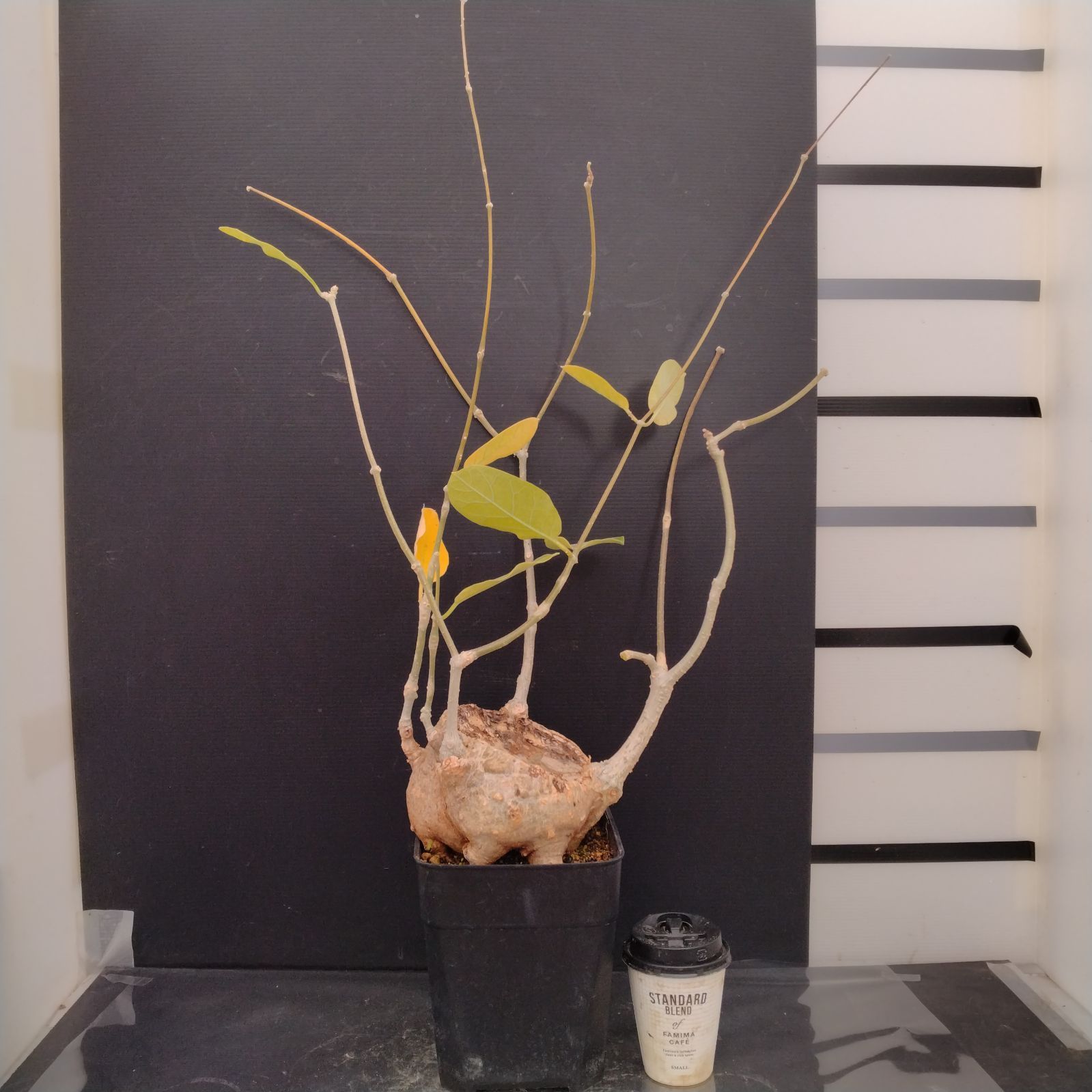 G093【自社養生株】フォッケア ムルチフローラ（L）（現地球・発根株