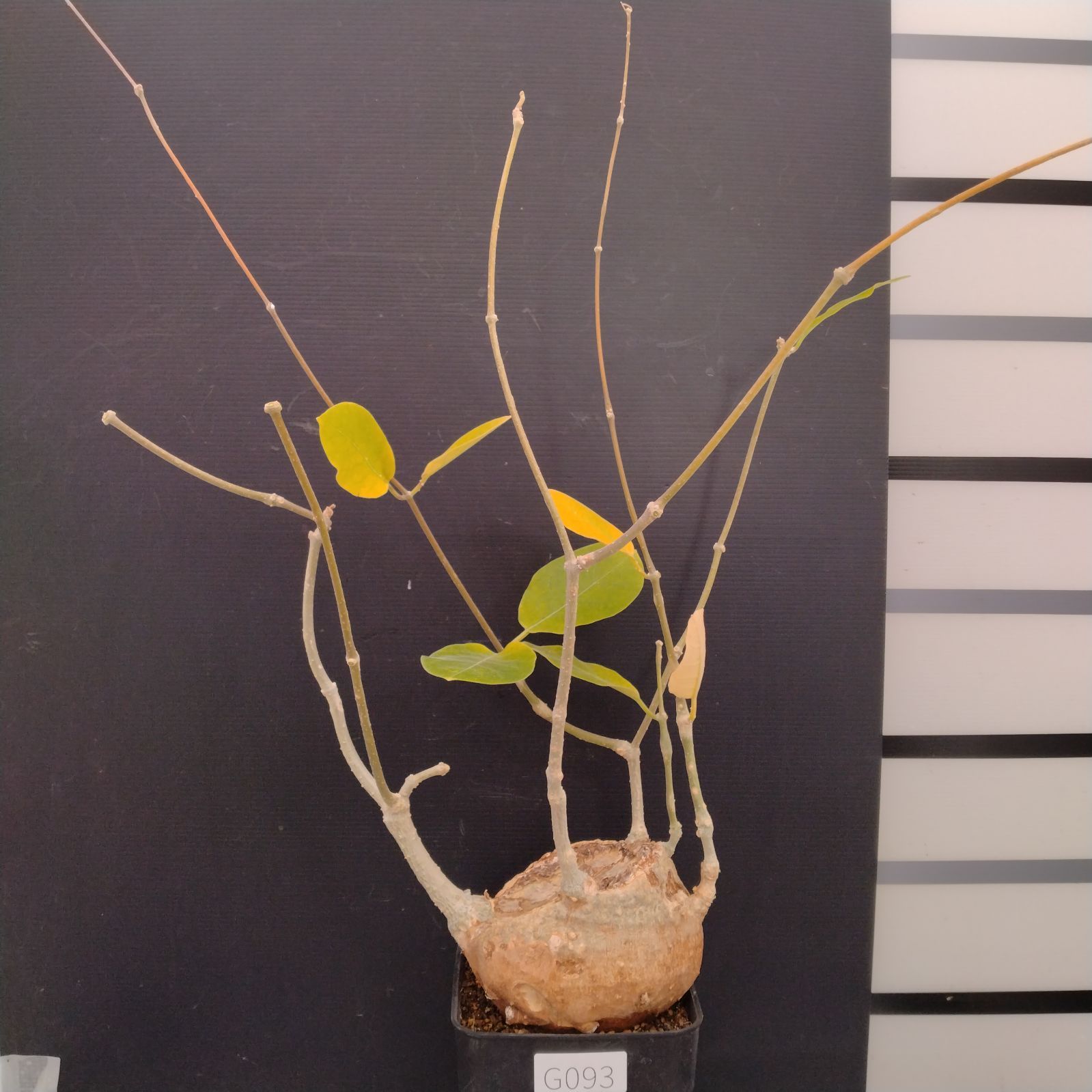 G093【自社養生株】フォッケア ムルチフローラ(L)(現地球・発根株 G093【自社養生株】フォッケア ムルチフローラ(L)(現地球・発根株