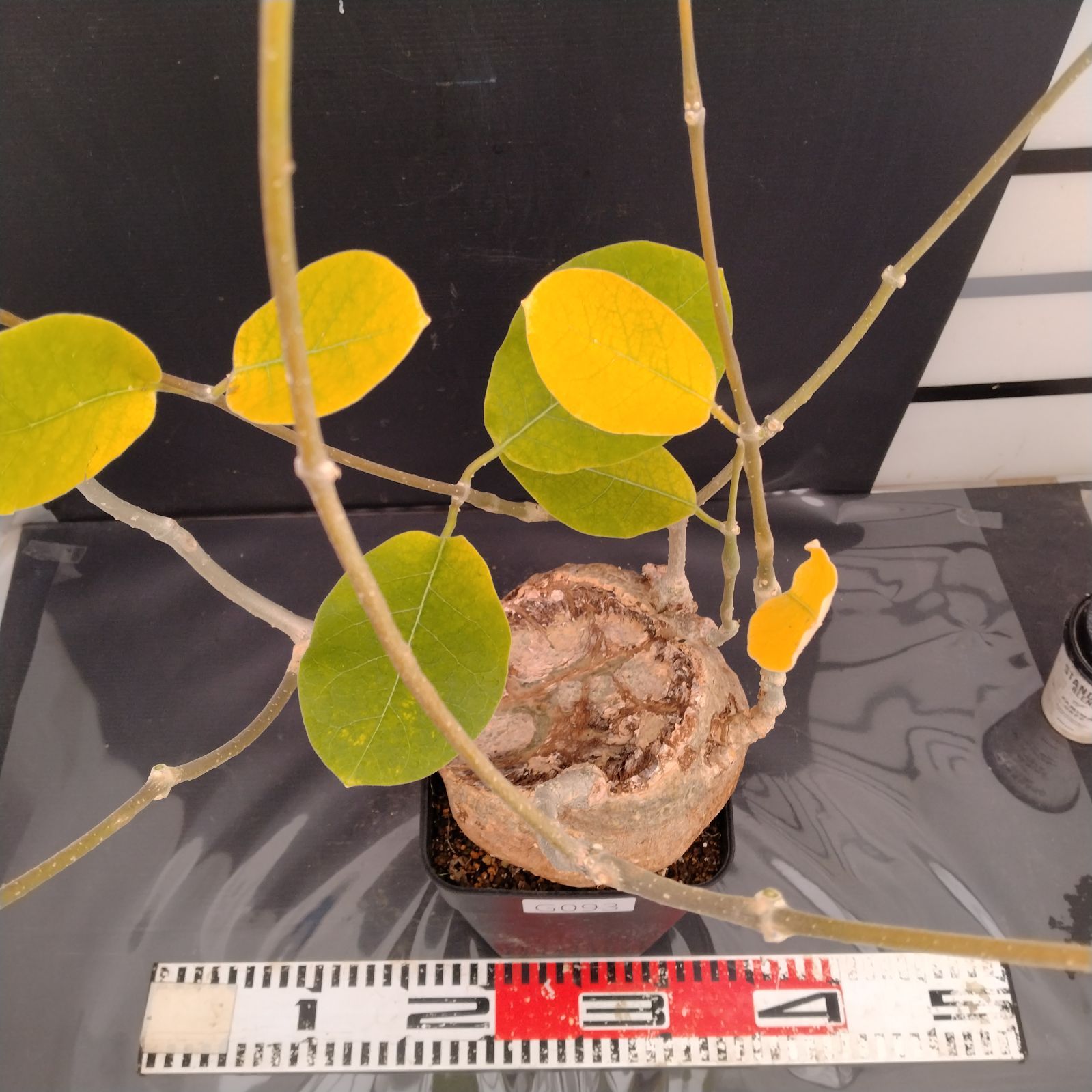 G093【自社養生株】フォッケア ムルチフローラ（L）（現地球・発根株