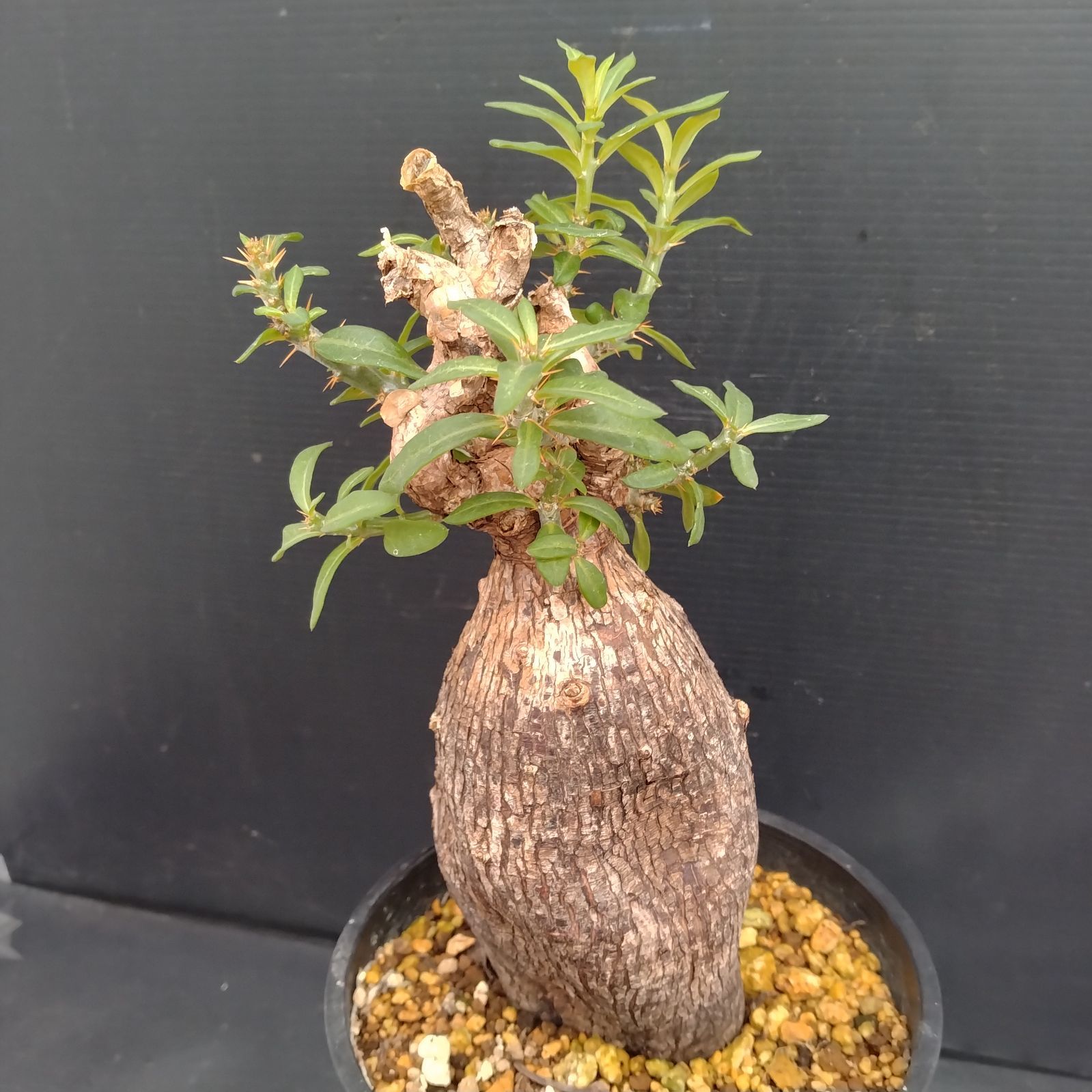 G094【自社養生株】パキポディウム ビスピノーサム（現地球・発根株