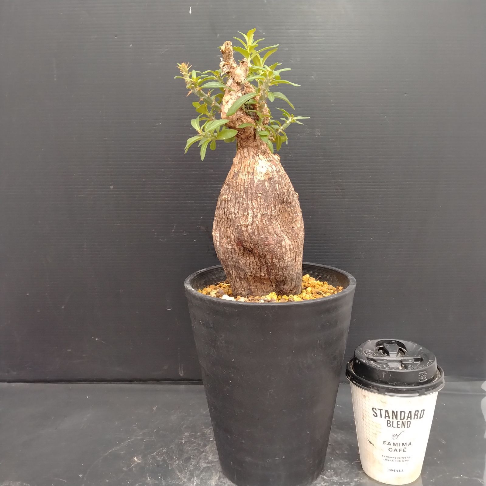 パキポディウム　ビスピノーサム　現地球　発根株　良型　(鉢付き) パキポディウムビスピノーサム良型現地球 発根株(鉢付き)