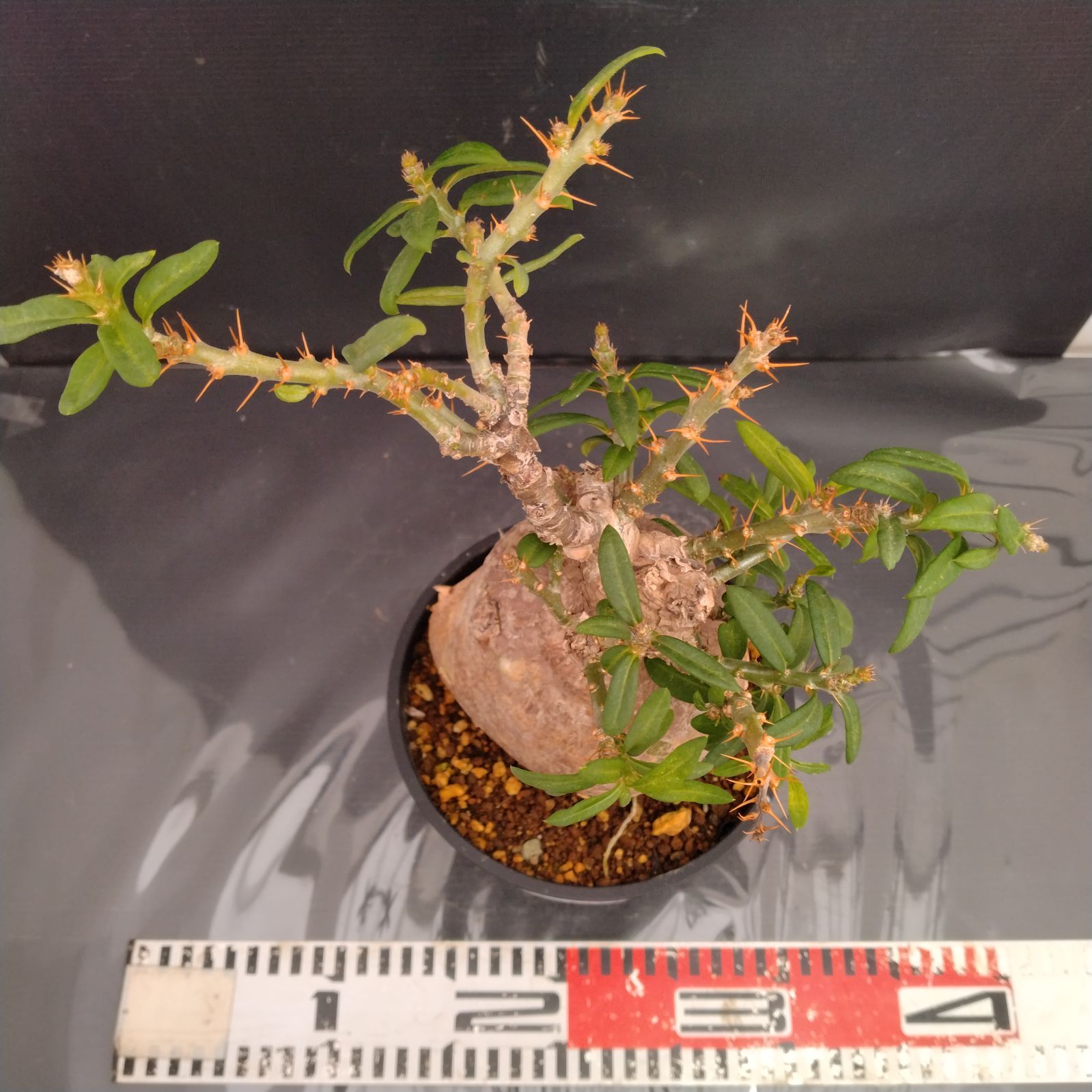 パキポディウム　ビスピノーサム　塊根植物　パキプス　現地球 G096【自社養生株】パキポディウム ビスピノーサム（現地球・発根株