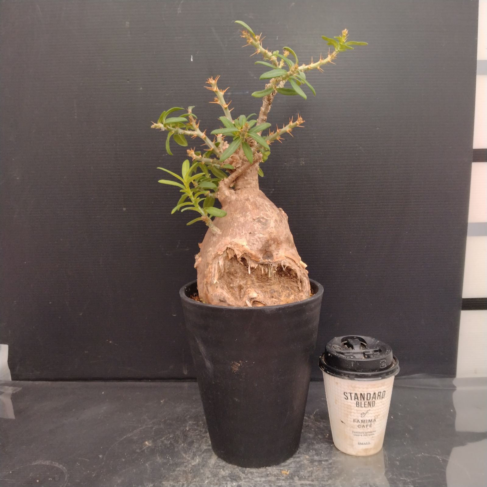 【まん丸】パキポディウム ビスピノーサム 赤肌大株発根済 塊根 アガベ 現地球 まん丸】パキポディウム ビスピノーサム 赤肌大株発根済 塊根 アガベ