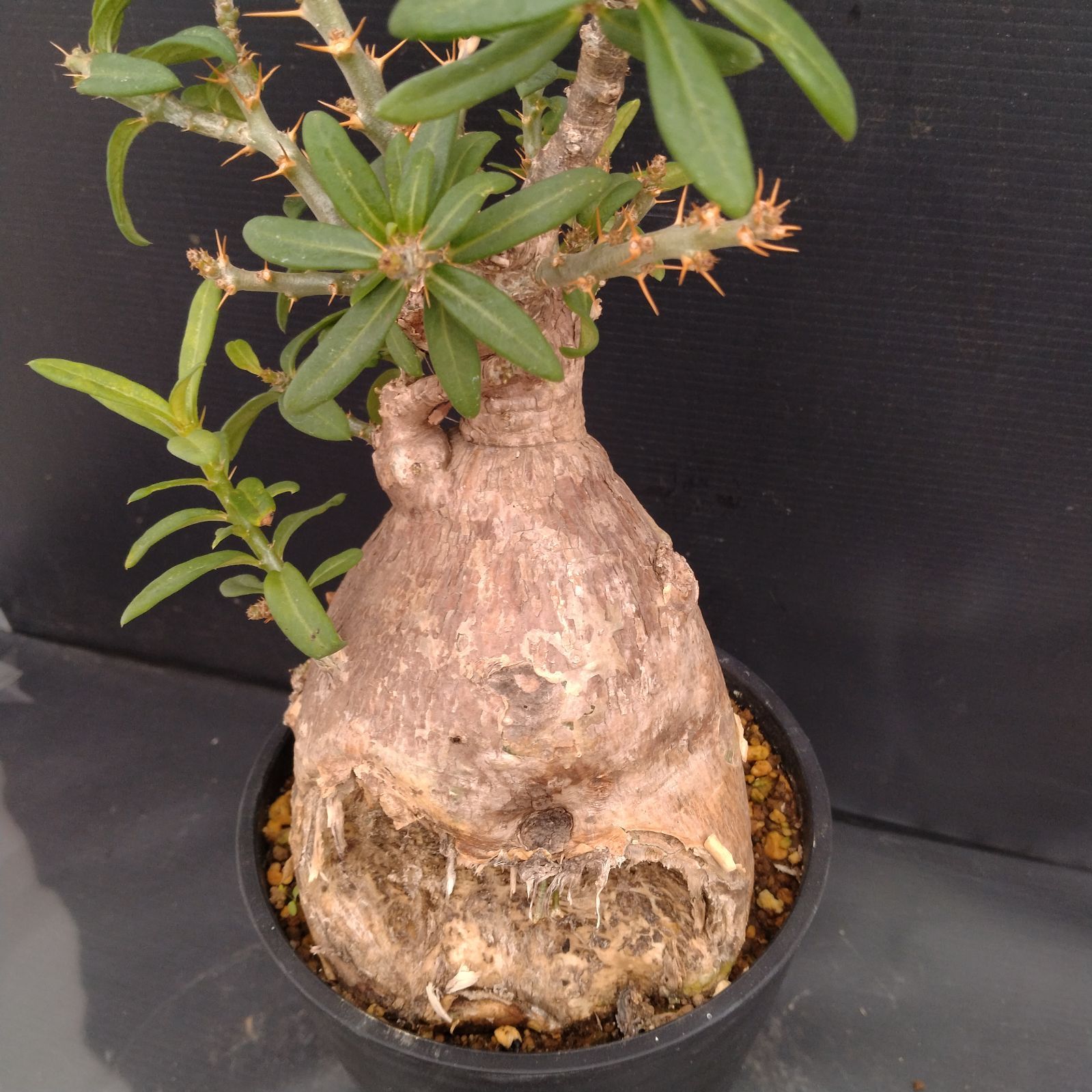 パキポディウム　ビスピノーサム　塊根植物　パキプス　現地球 G096【自社養生株】パキポディウム ビスピノーサム（現地球・発根株