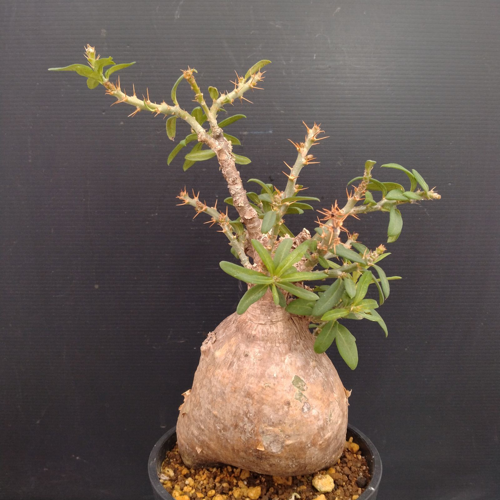 パキポディウム　ビスピノーサム　塊根植物 パキポディウム ビスピノーサム | mana's farm:塊根植物・アガベ