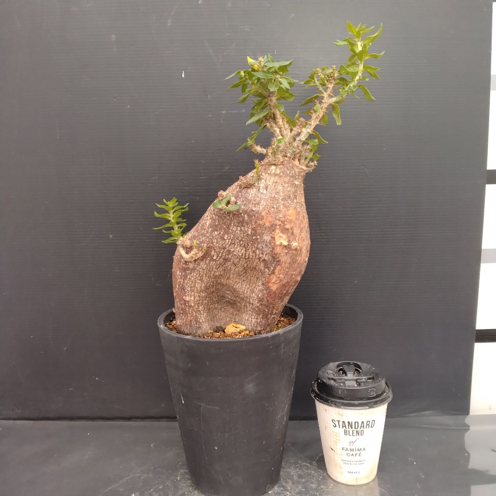 パキポディウム　ビスピノーサム　現地球　発根株　大株　(鉢付き) パキポディウム ビスピノーサム 現地球 発根株 良型 (鉢付き