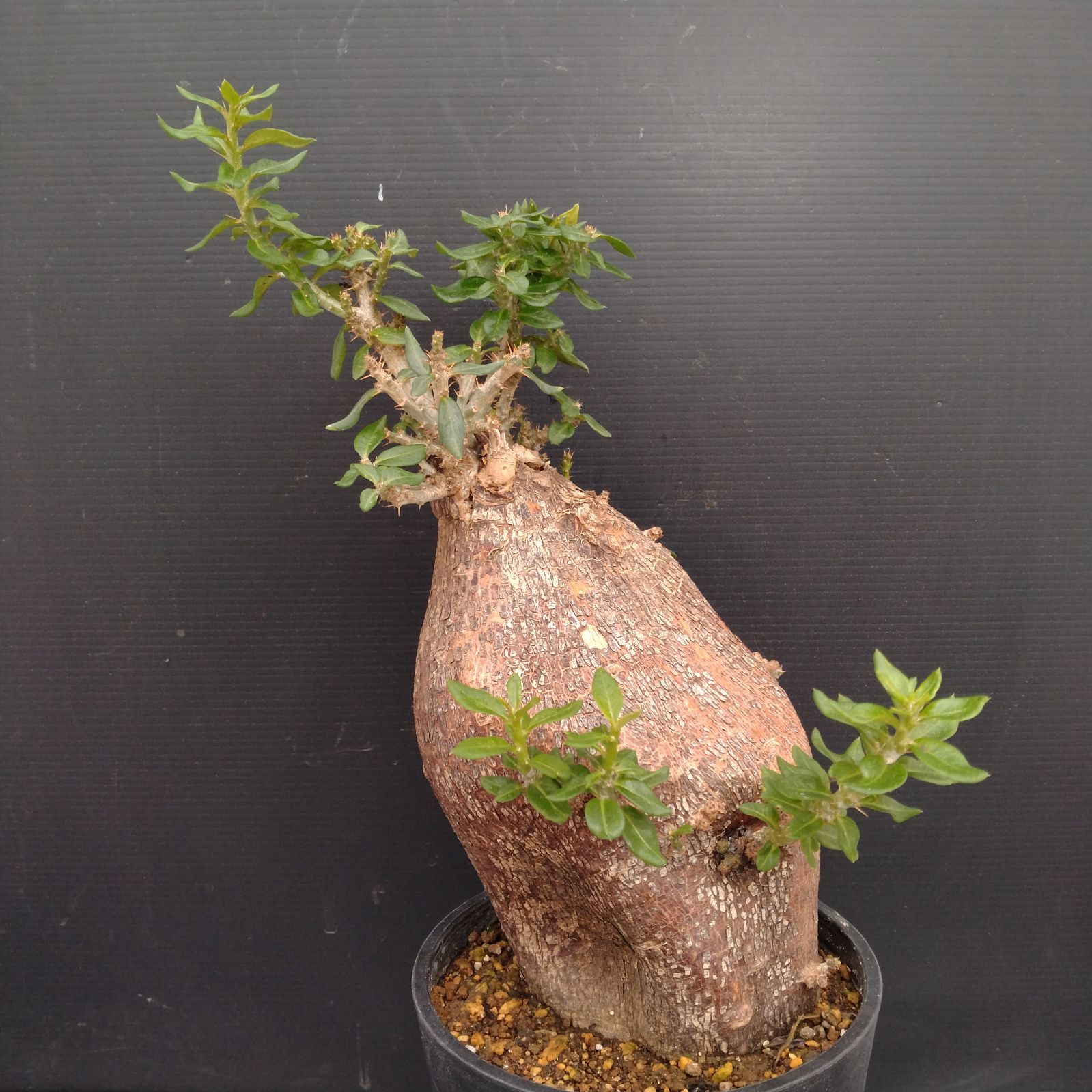 G097【自社養生株】パキポディウム ビスピノーサム（現地球・発根株