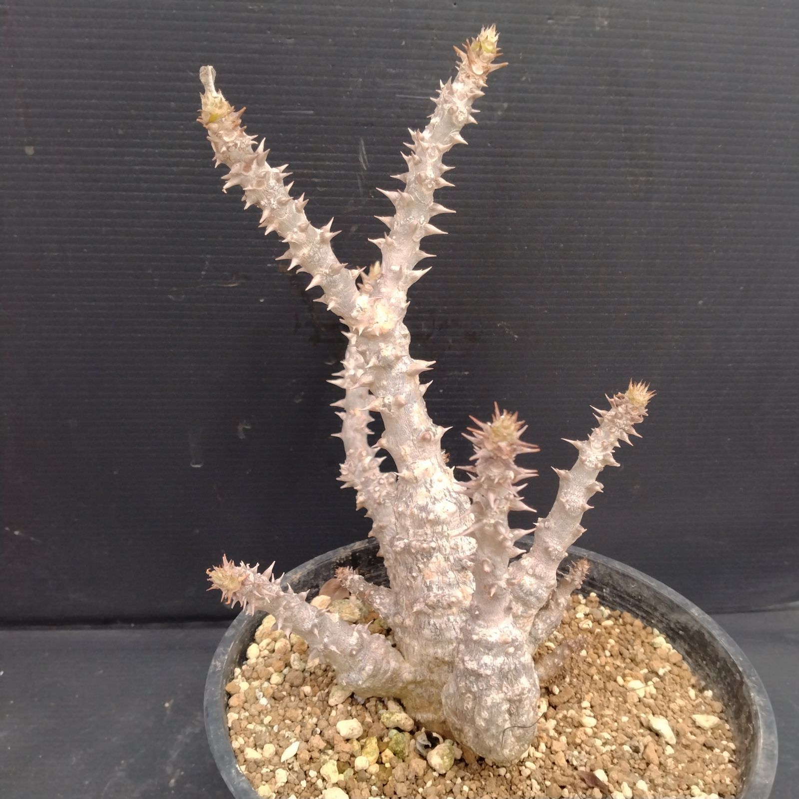 G102【自社養生株】パキポディウム ウィンゾリー（L)（発根株・鉢植え