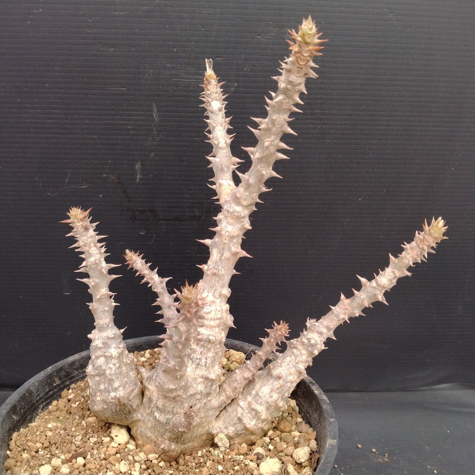 G102【自社養生株】パキポディウム ウィンゾリー（L)（発根株・鉢植え