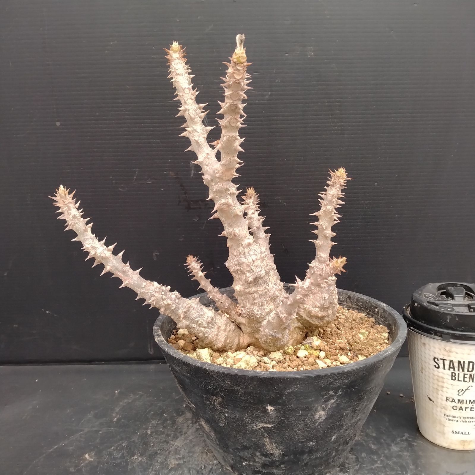 G102【自社養生株】パキポディウム ウィンゾリー（L)（発根株・鉢植え