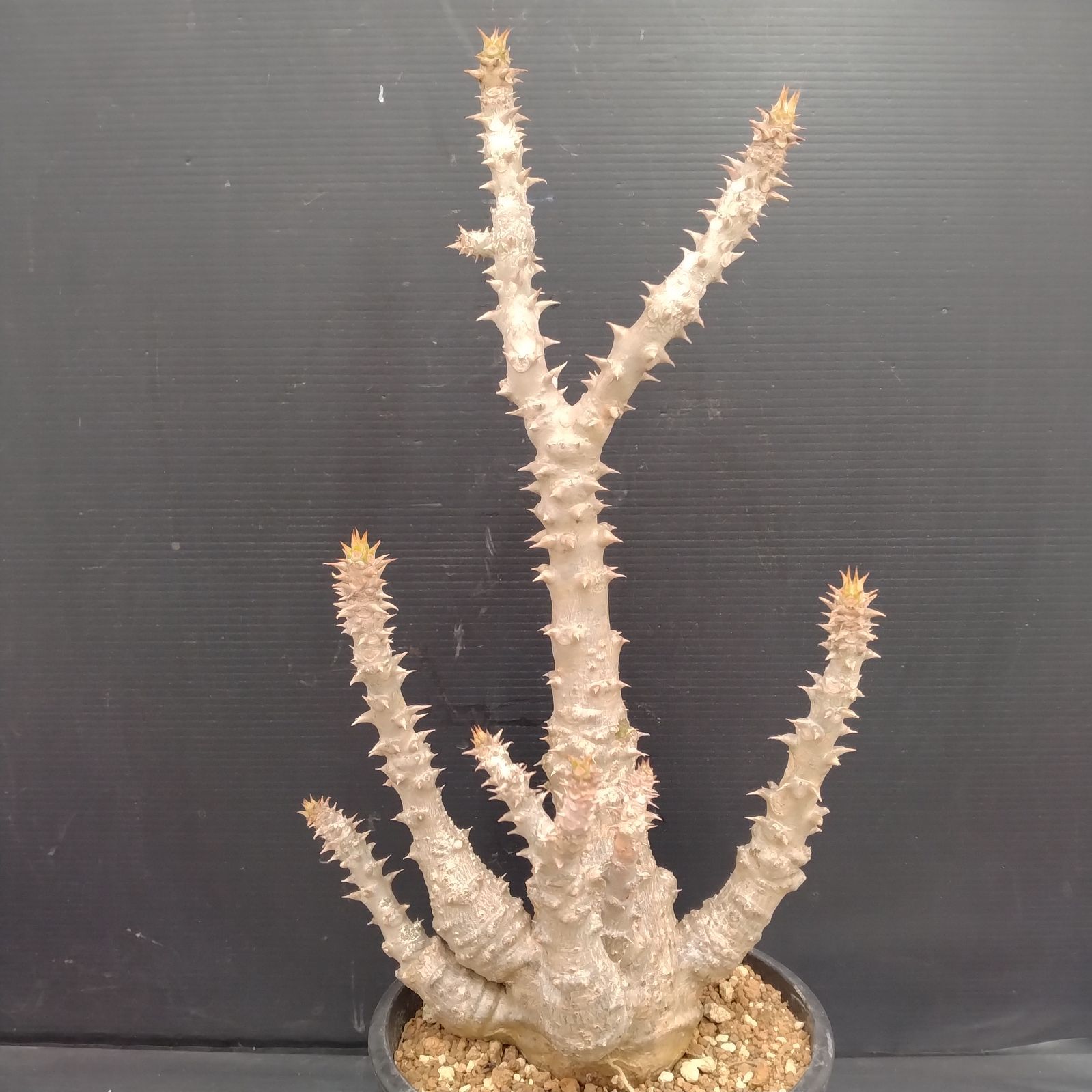 超新鮮　自家採種　パキポディウム　ウィンゾリー　種子　10粒　塊根植物 G103【自社養生株】パキポディウム ウィンゾリー（L)（発根株・鉢植え