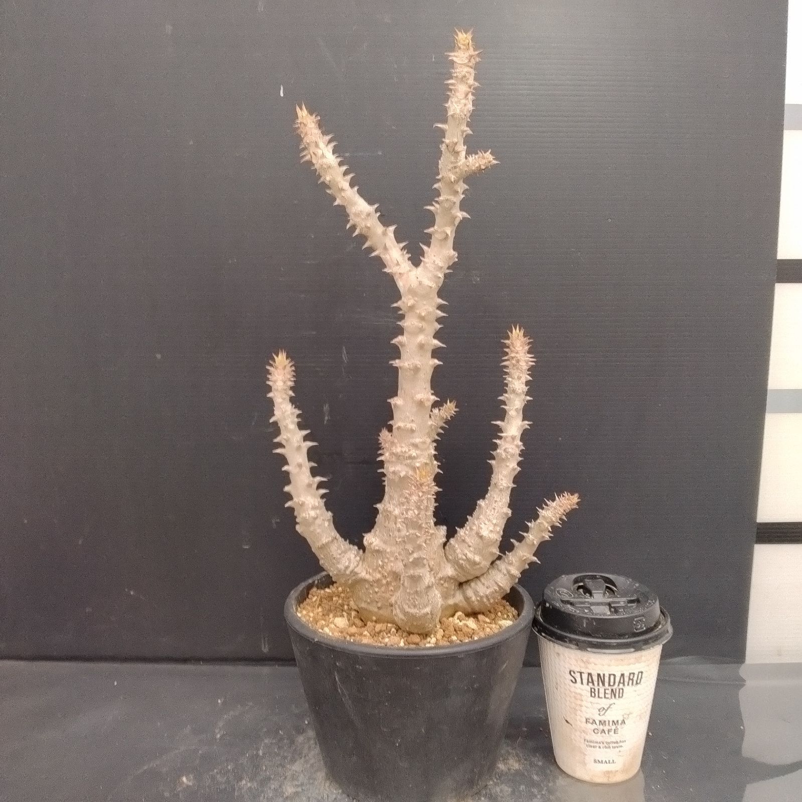 G103【自社養生株】パキポディウム ウィンゾリー（L)（発根株・鉢植え