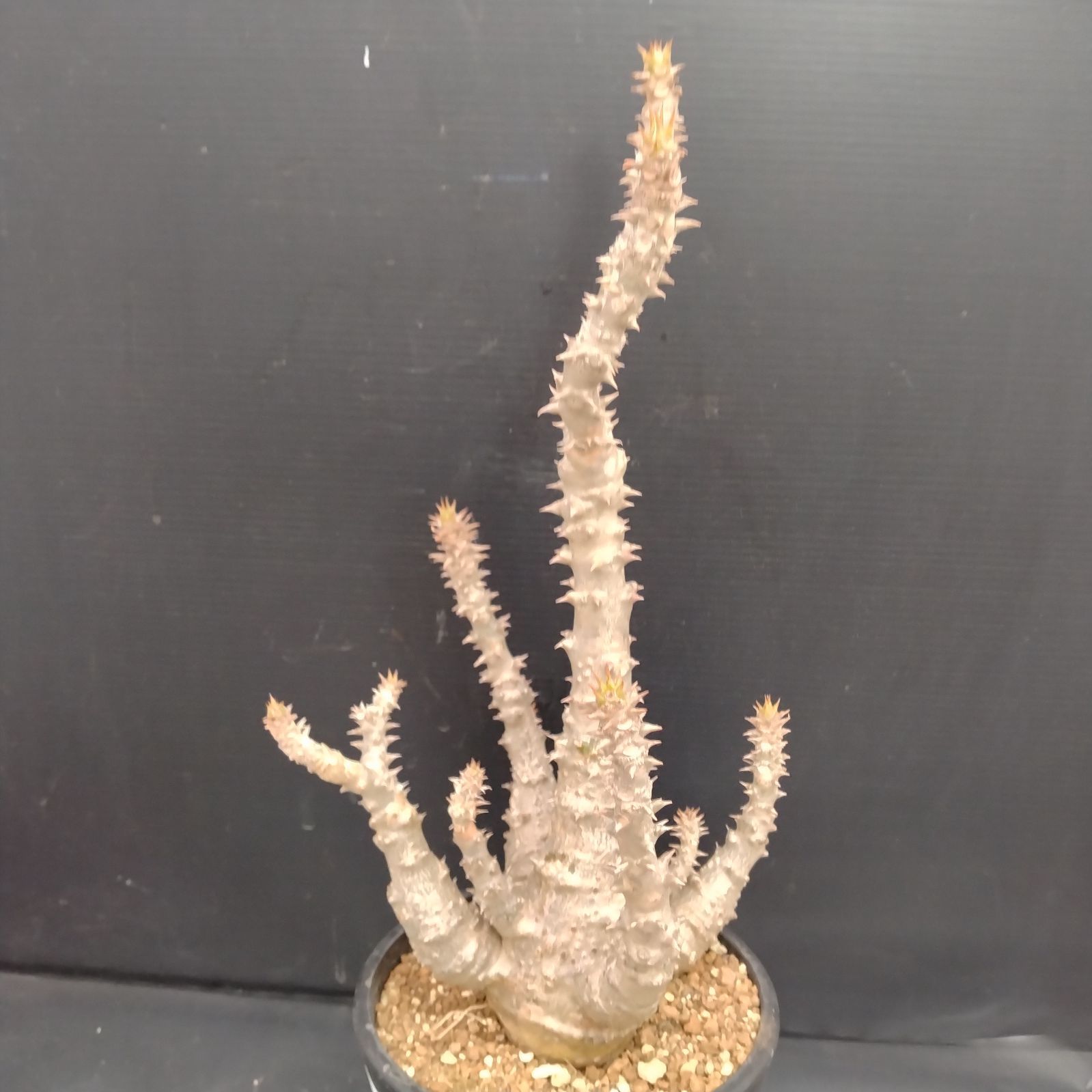 G103【自社養生株】パキポディウム ウィンゾリー（L)（発根株・鉢植え